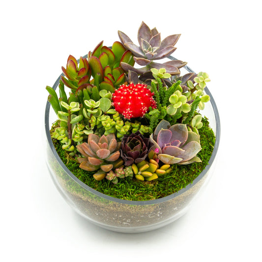 Succulent Terrarium in Glass Bowl - Medium