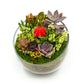 Succulent Terrarium in Glass Bowl - Medium