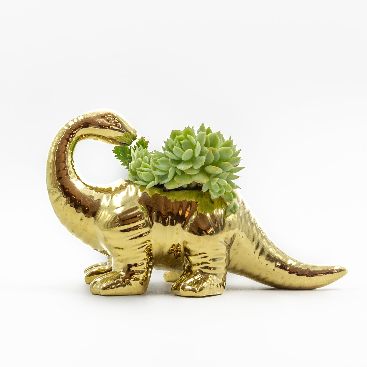 Succulent Arrangements in Dinosaur Pots (Multiple Dinosaurs & Plants)