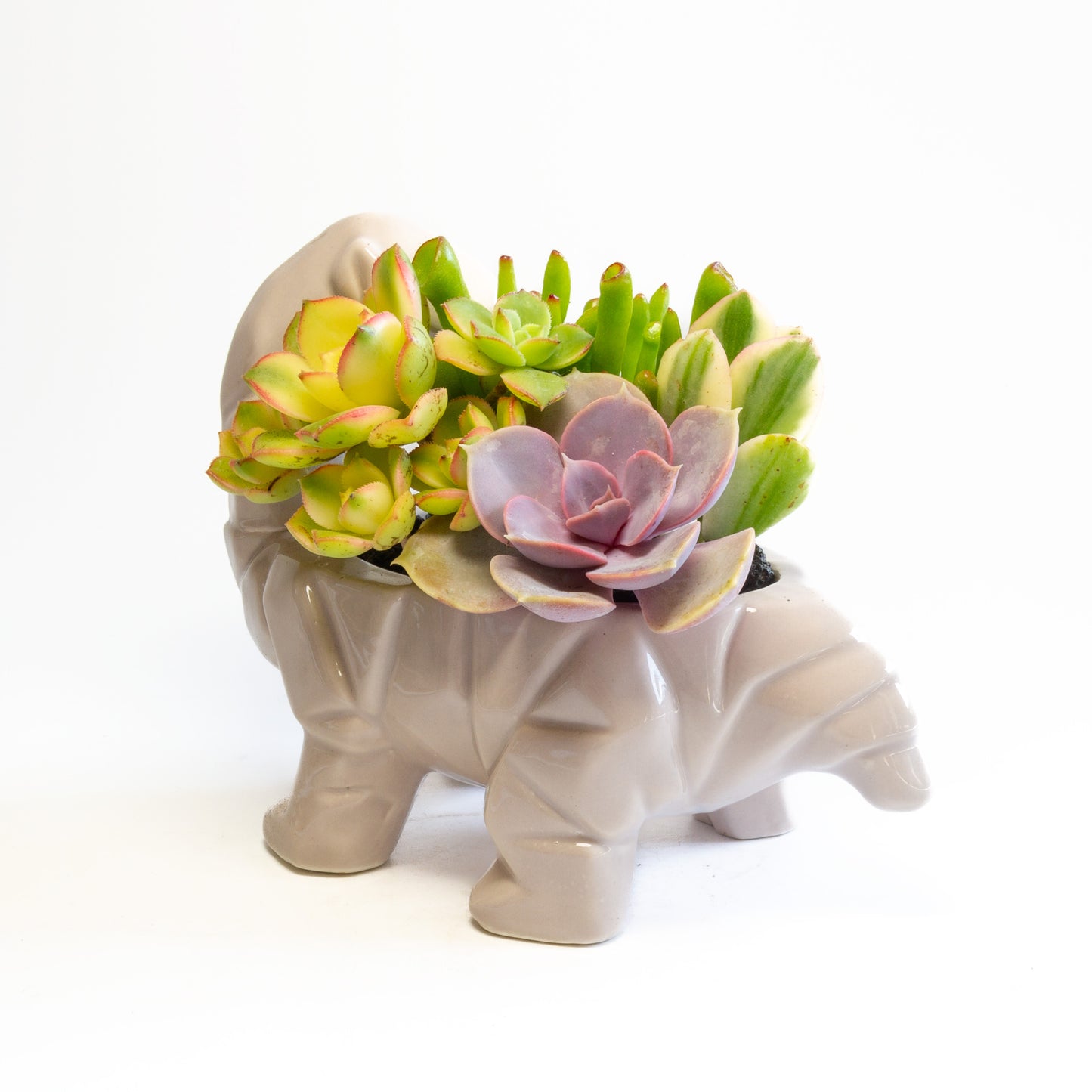 Succulent Arrangements in Dinosaur Pots (Multiple Dinosaurs & Plants)