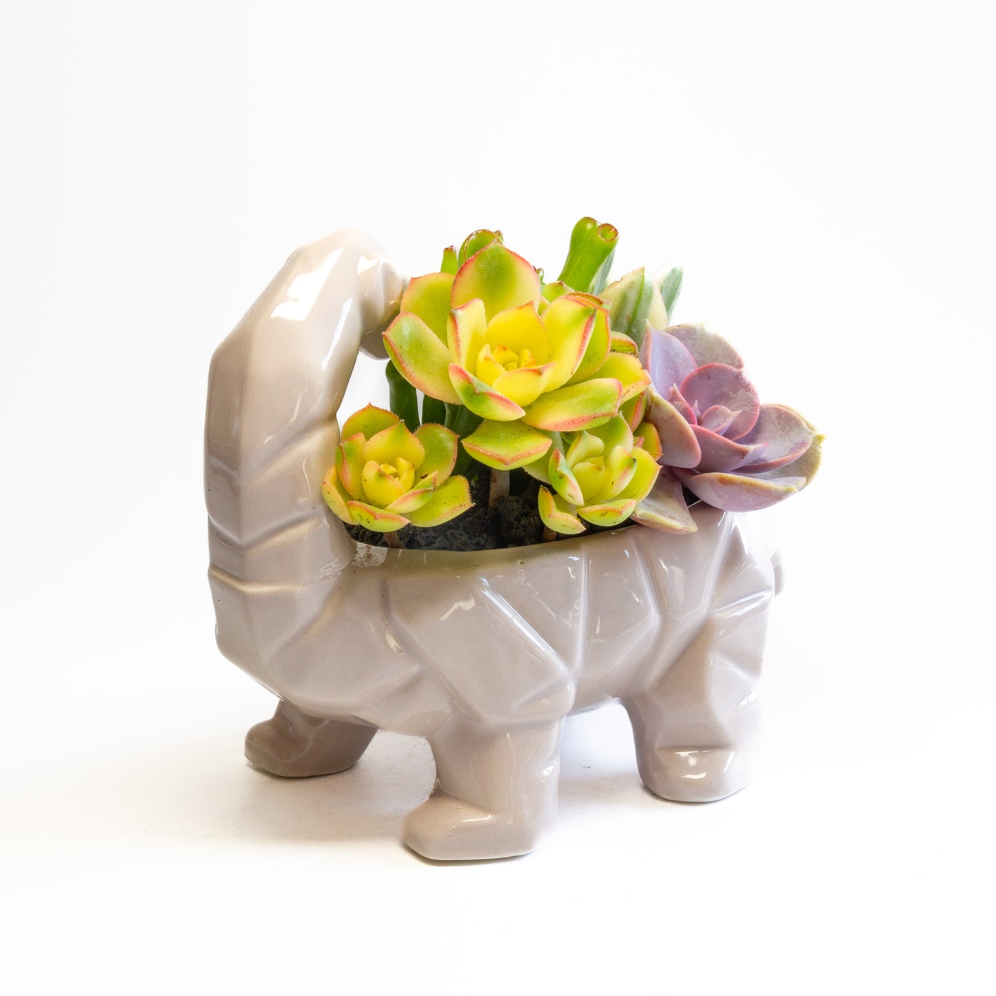 Succulent Arrangements in Dinosaur Pots (Multiple Dinosaurs & Plants)