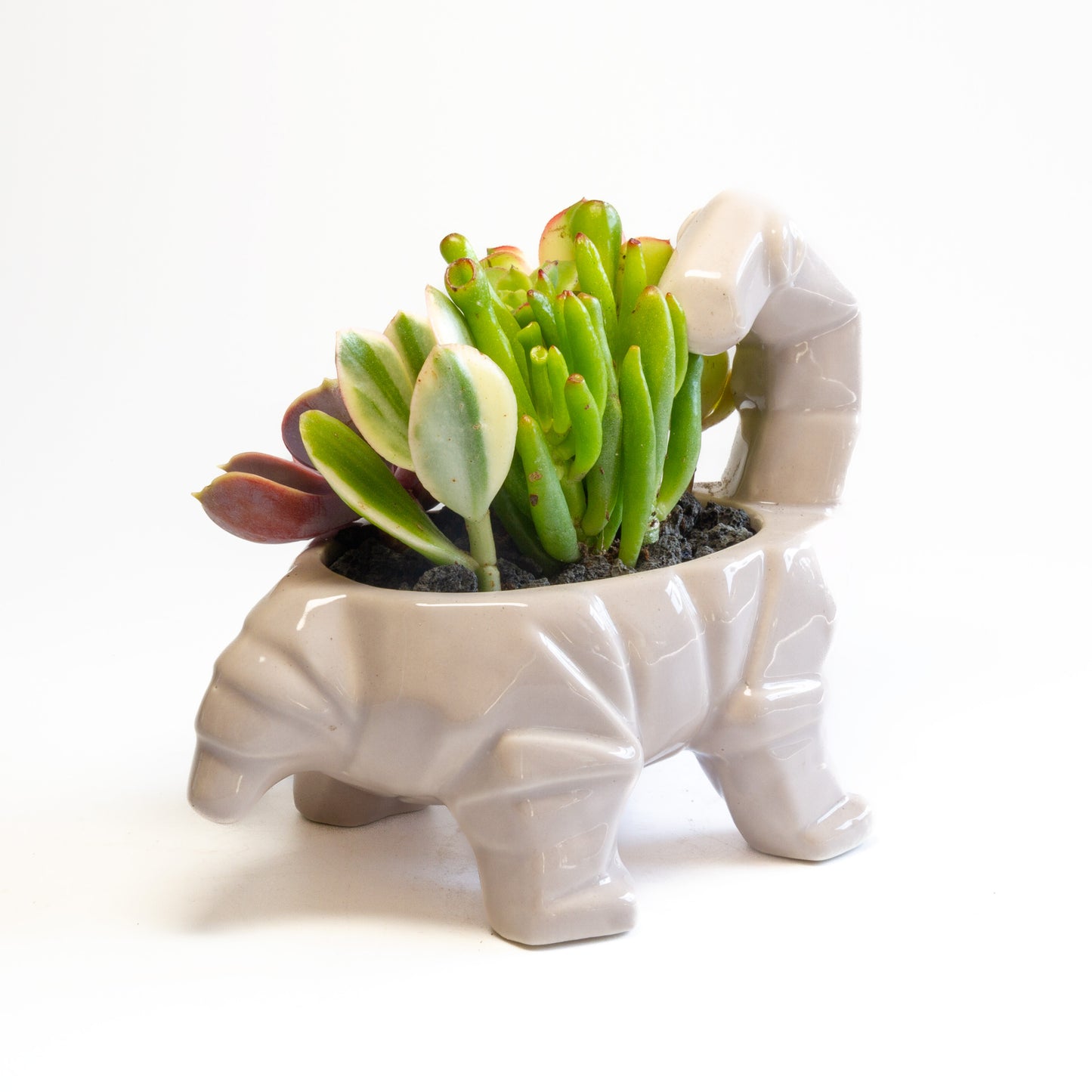 Succulent Arrangements in Dinosaur Pots (Multiple Dinosaurs & Plants)