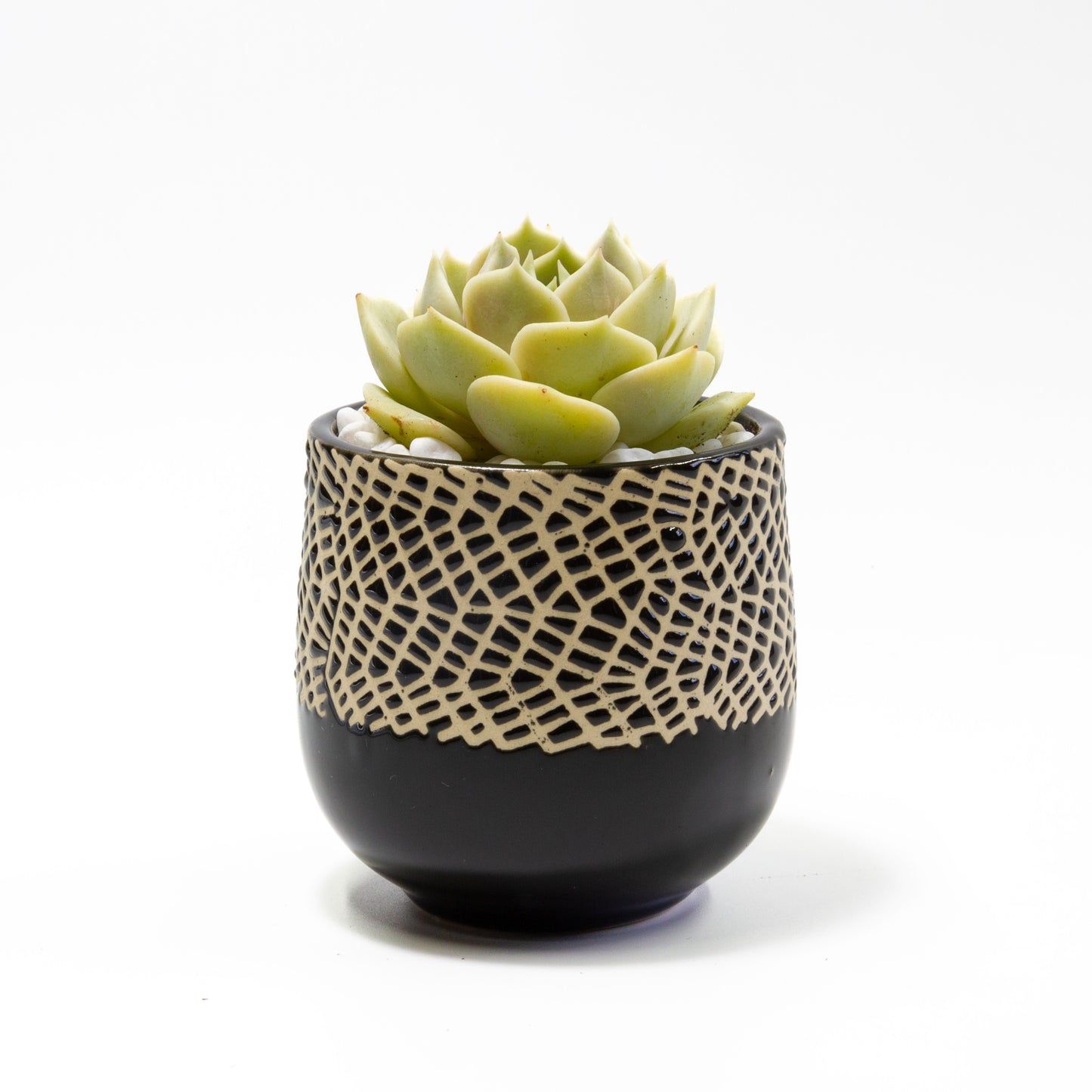 Succulent Plants in Small Ceramic Pots 1 (Multiple Pot & Plant Combinations)