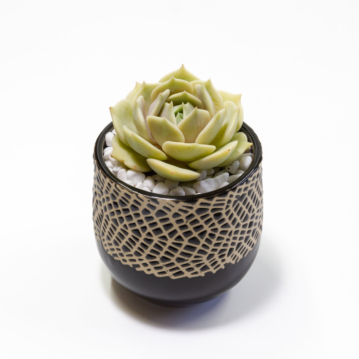 Succulent Plants in Small Ceramic Pots 1 (Multiple Pot & Plant Combinations)