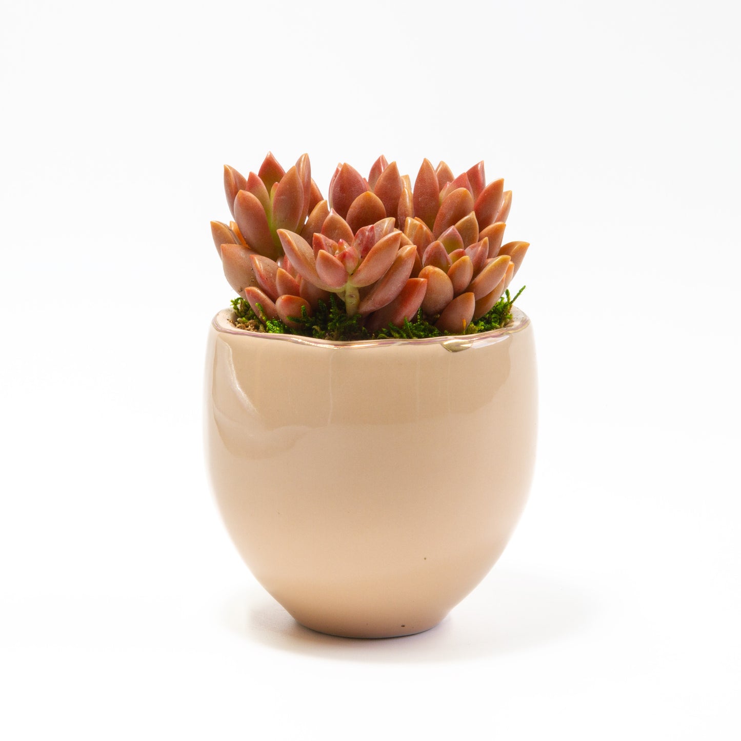 Succulent Plants in Small Ceramic Pots 1 (Multiple Pot & Plant Combinations)