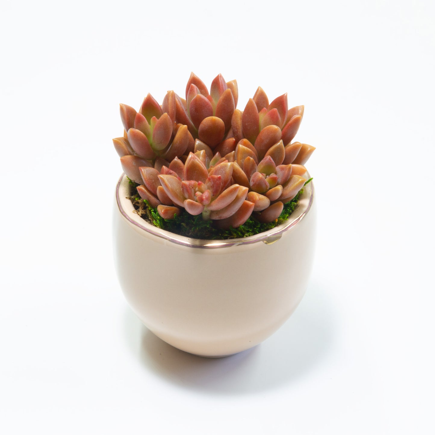 Succulent Plants in Small Ceramic Pots 1 (Multiple Pot & Plant Combinations)