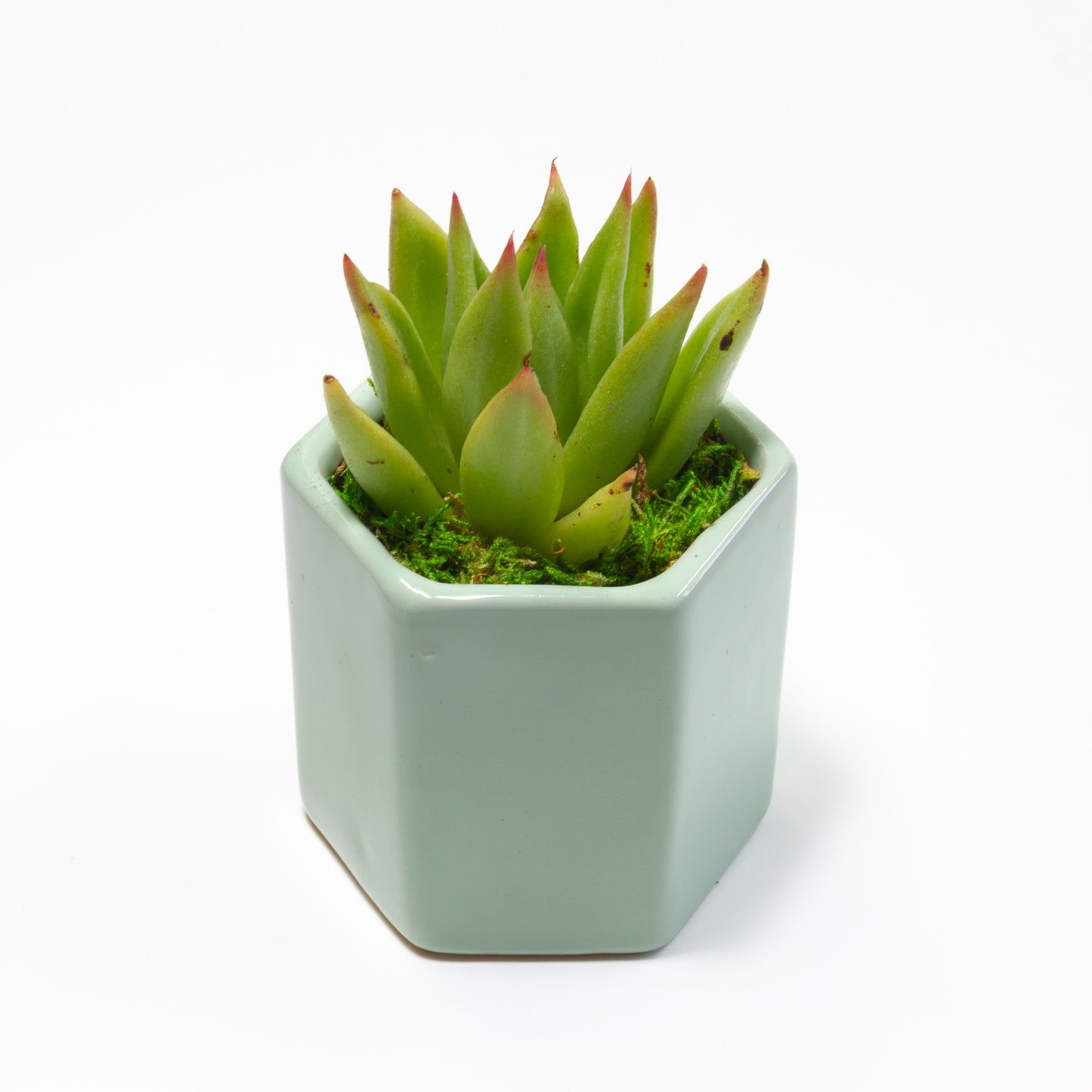 Succulent Plants in Small Ceramic Pots 1 (Multiple Pot & Plant Combinations)