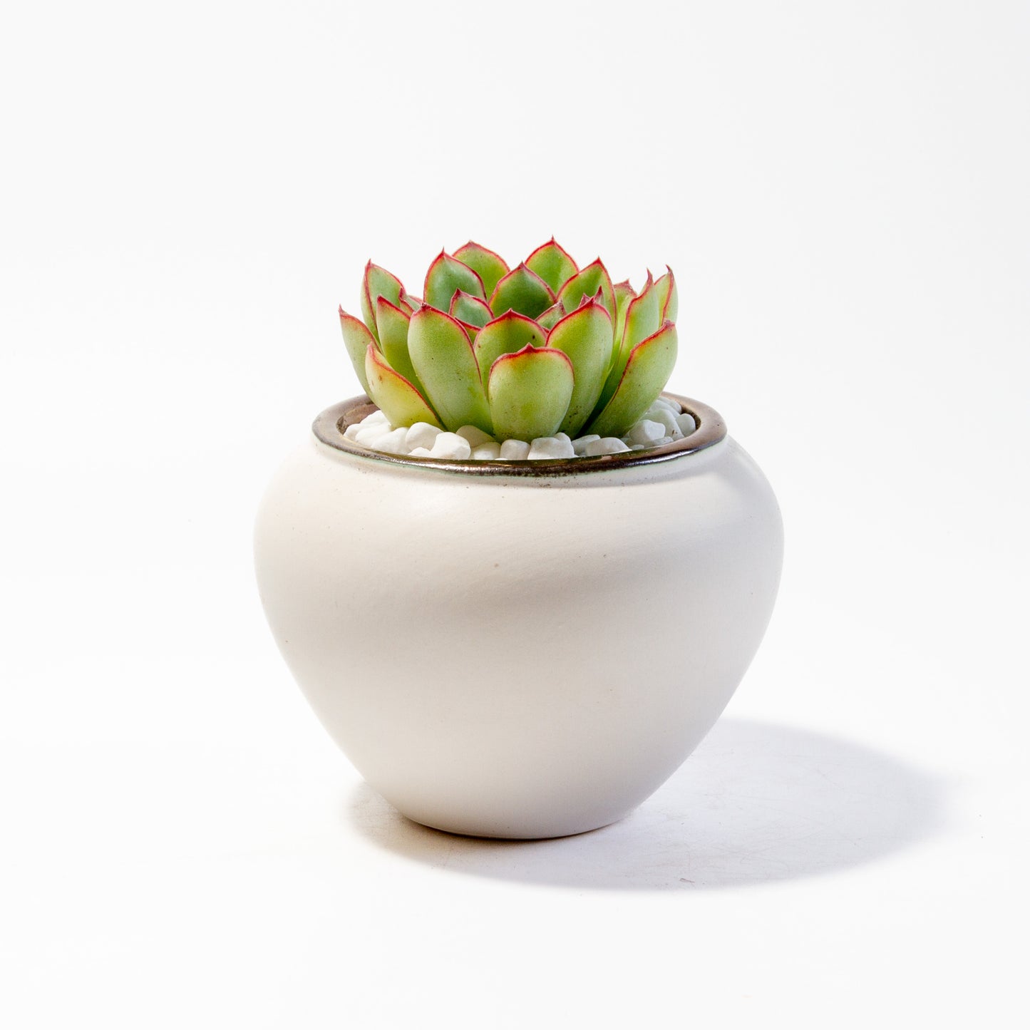 Succulent Plants in Small Ceramic Pots 1 (Multiple Pot & Plant Combinations)