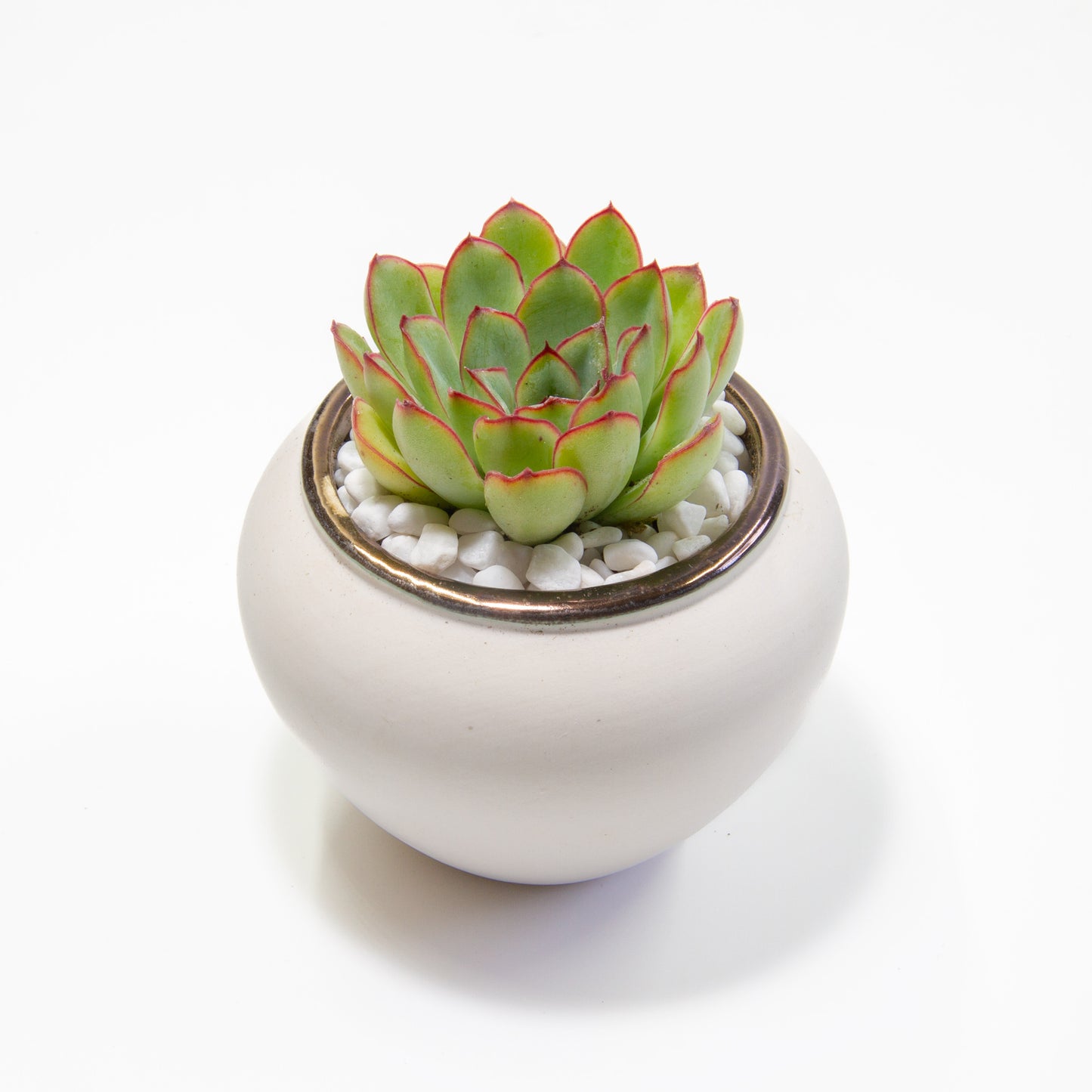 Succulent Plants in Small Ceramic Pots 1 (Multiple Pot & Plant Combinations)