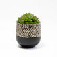 Succulent Plants in Small Ceramic Pots 1 (Multiple Pot & Plant Combinations)