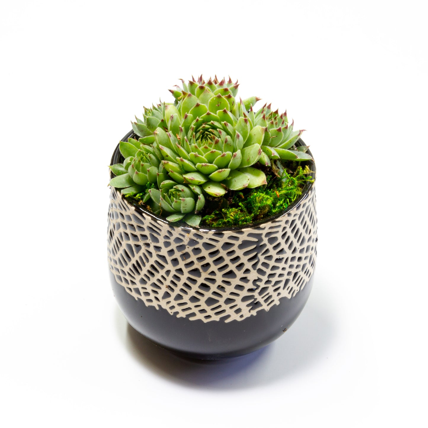 Succulent Plants in Small Ceramic Pots 1 (Multiple Pot & Plant Combinations)