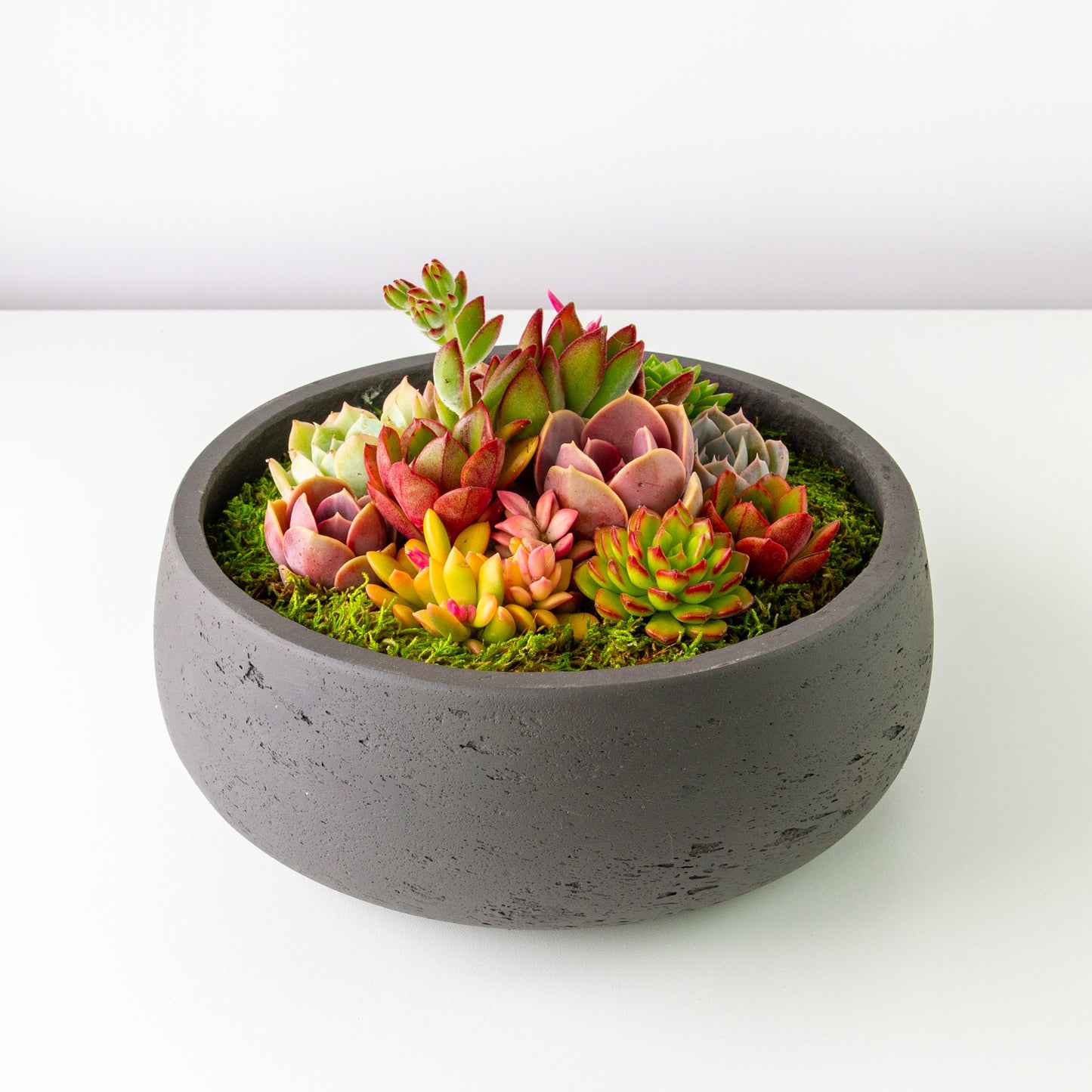 Succulent Arrangement Centerpiece In Cement Bowl - Charcoal Gray, Large