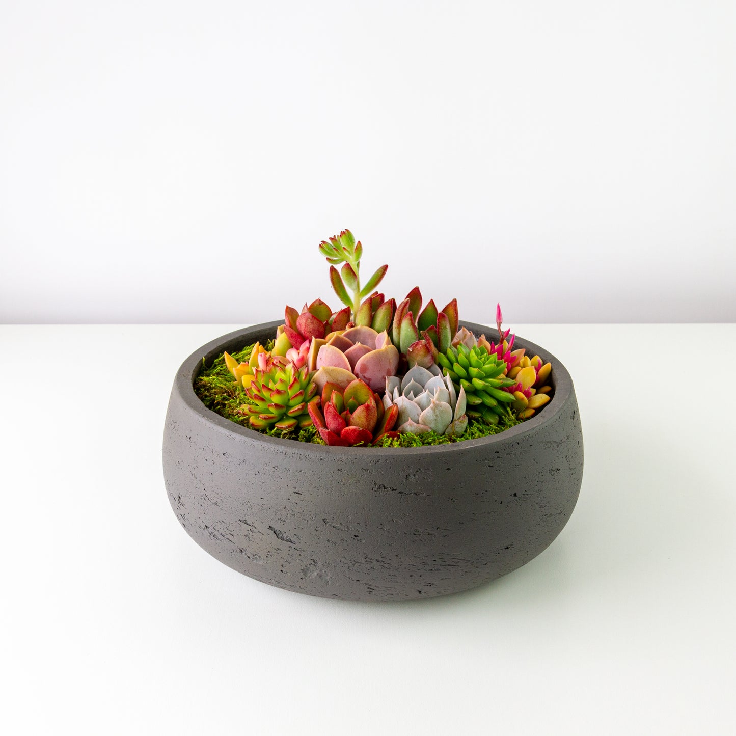 Succulent Arrangement Centerpiece In Cement Bowl - Charcoal Gray, Large