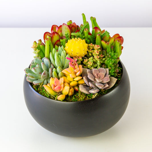 Succulent Arrangement in Ceramic Bowl - Black, Medium