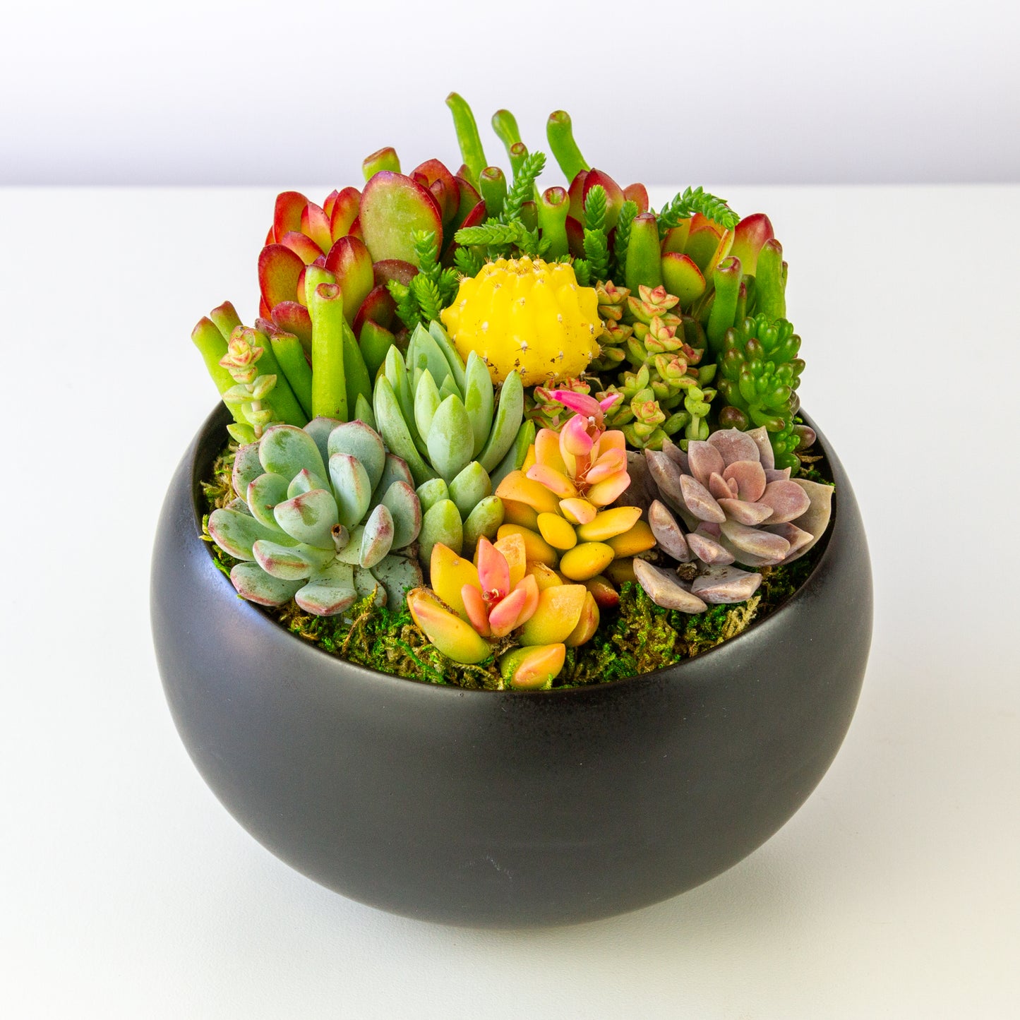 Succulent Arrangement in Ceramic Bowl - Black, Medium