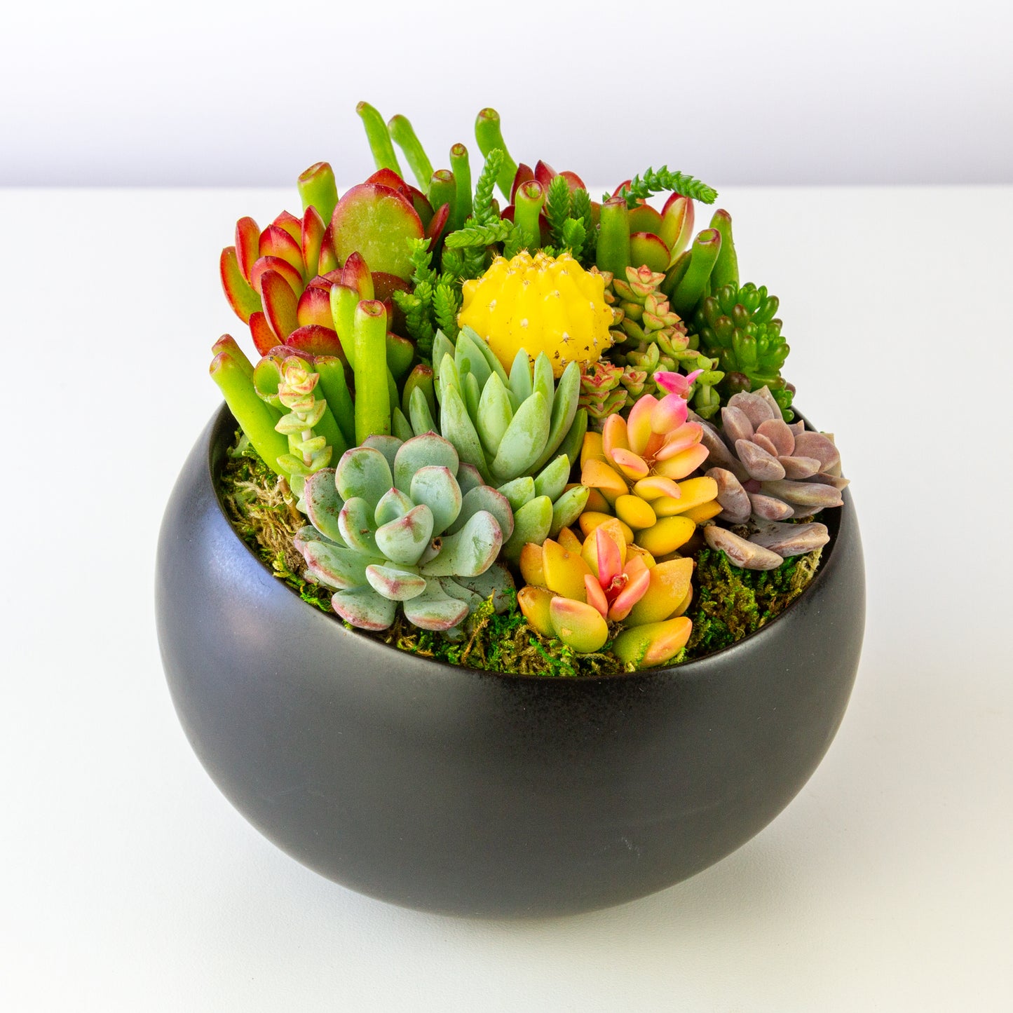 Succulent Arrangement in Ceramic Bowl - Black, Medium