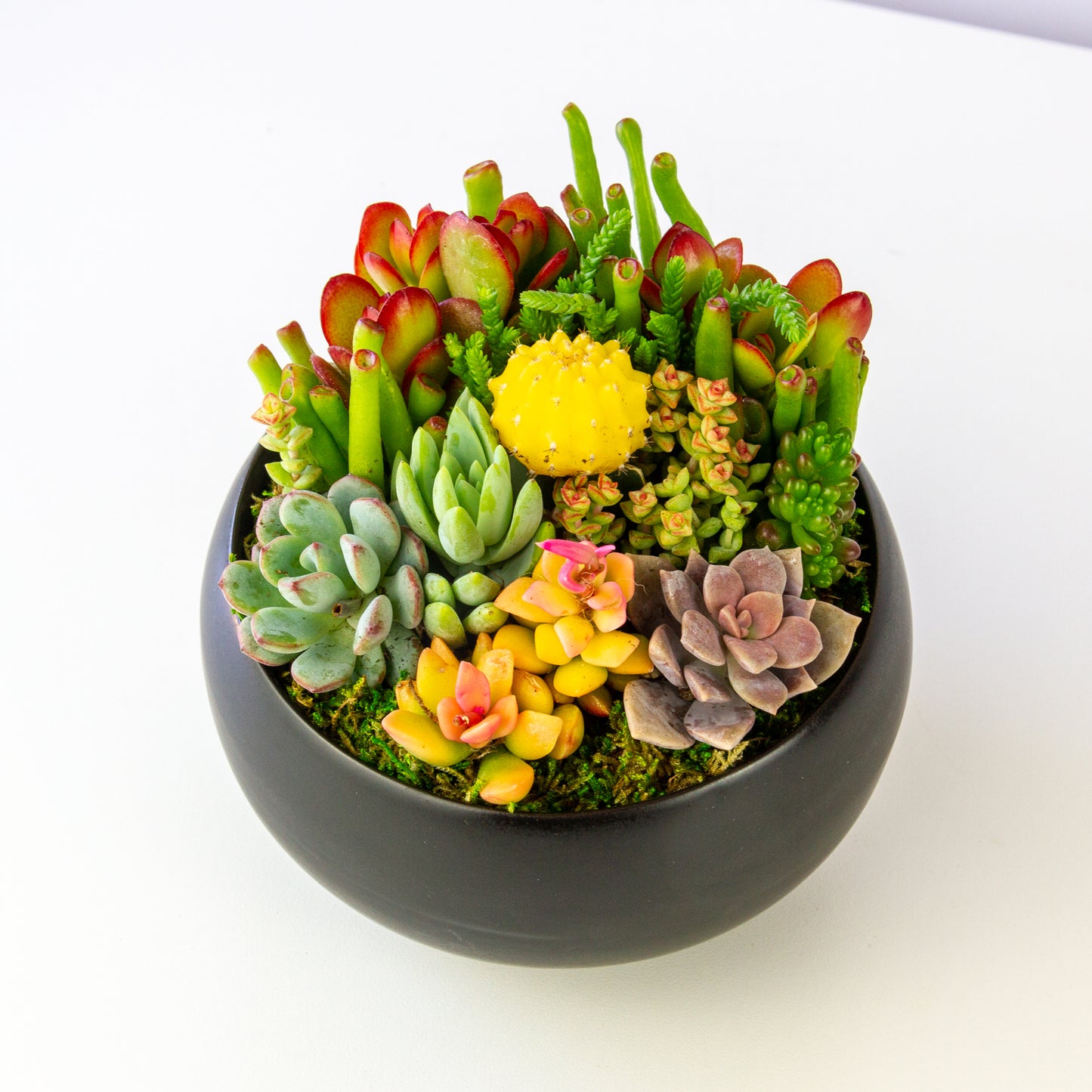 Succulent Arrangement in Ceramic Bowl - Black, Medium