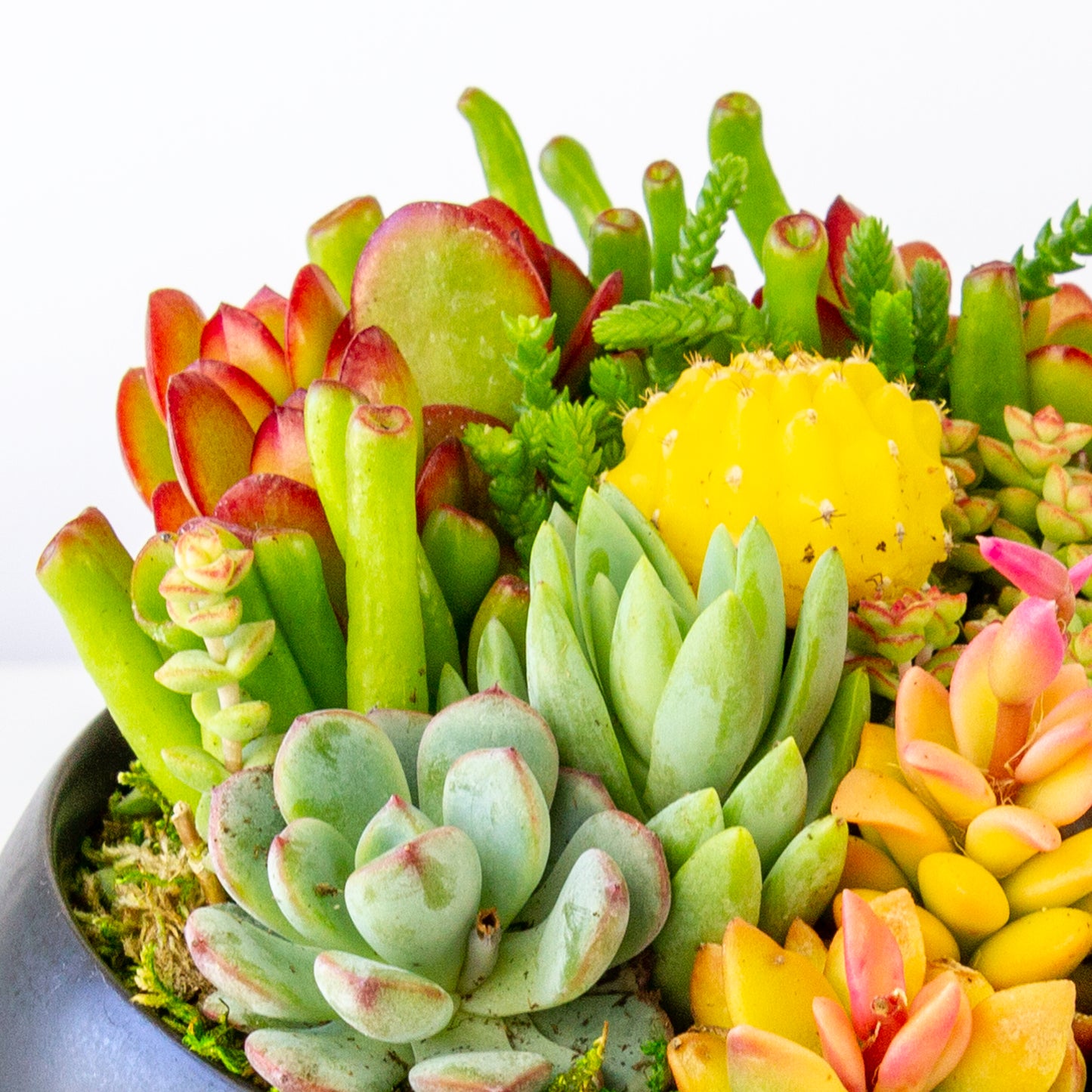 Succulent Arrangement in Ceramic Bowl - Black, Medium