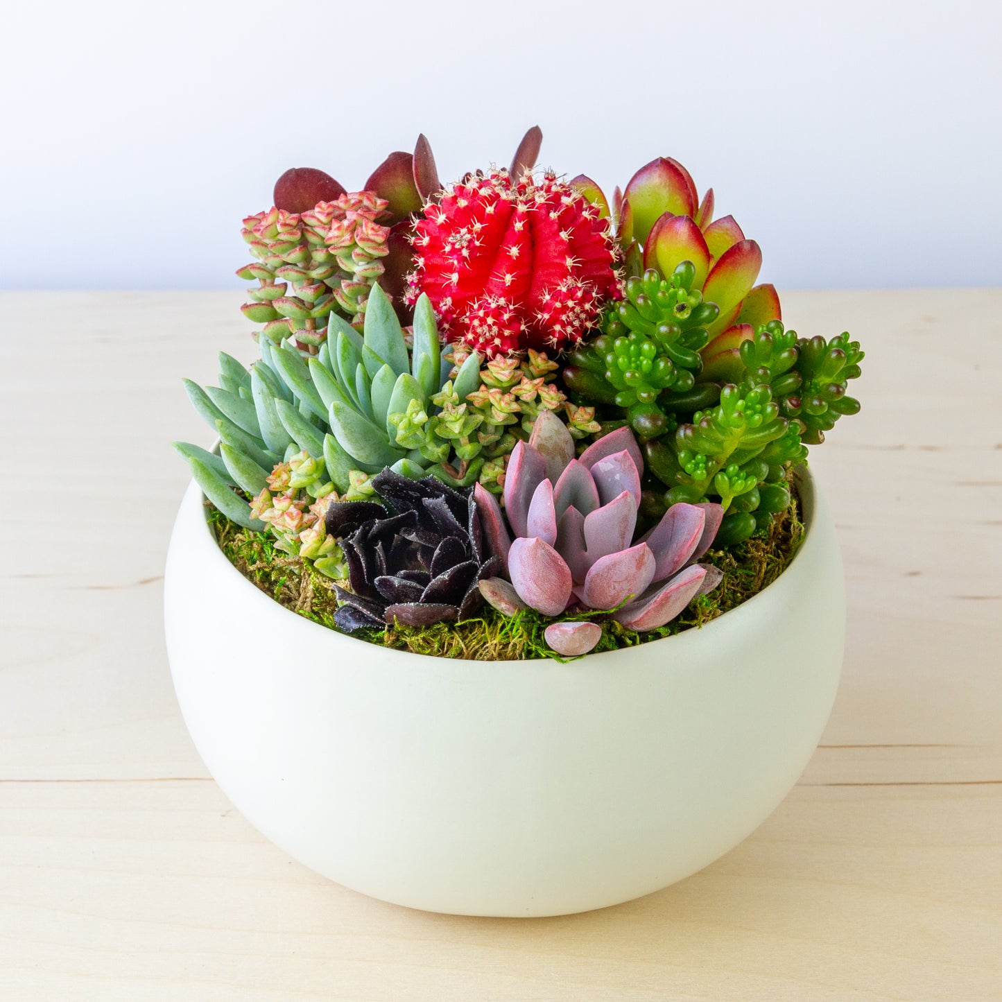 Succulent Arrangement in Ceramic Bowl (Multiple Colors) - White, Medium