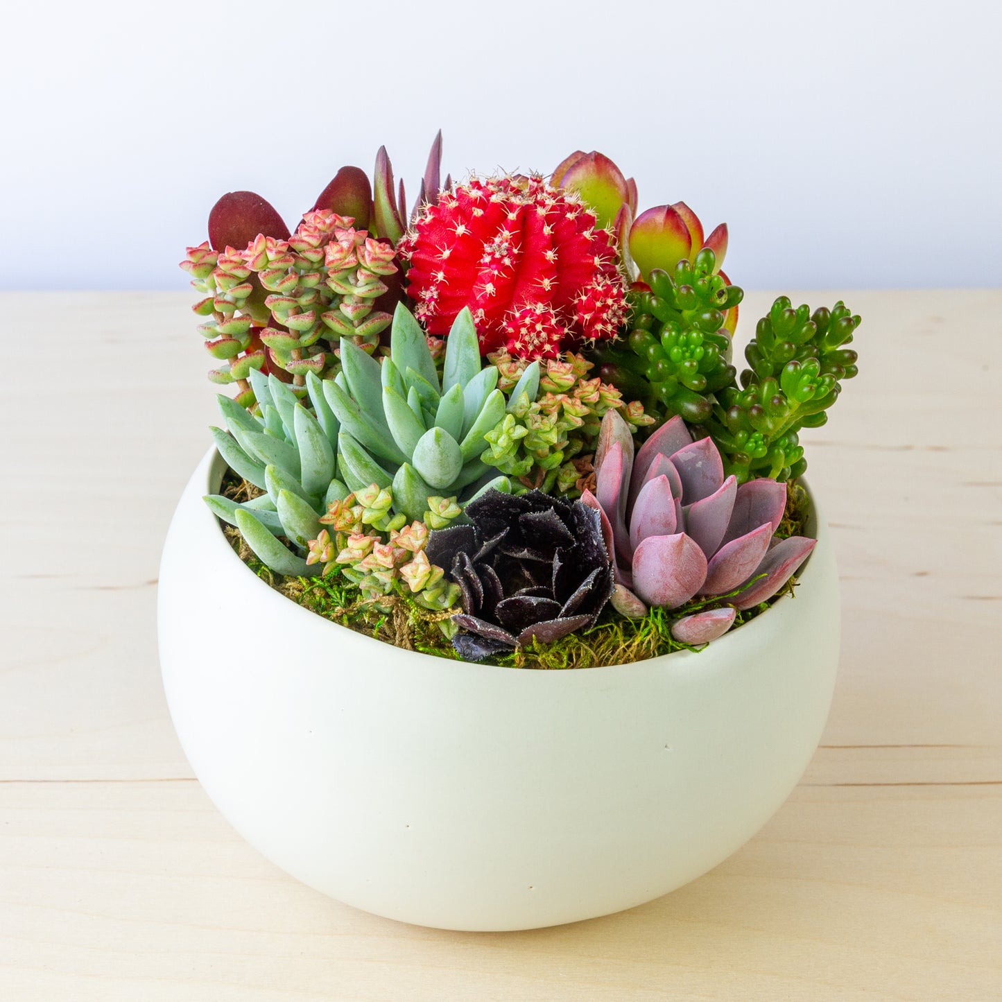 Succulent Arrangement in Ceramic Bowl (Multiple Colors) - White, Medium