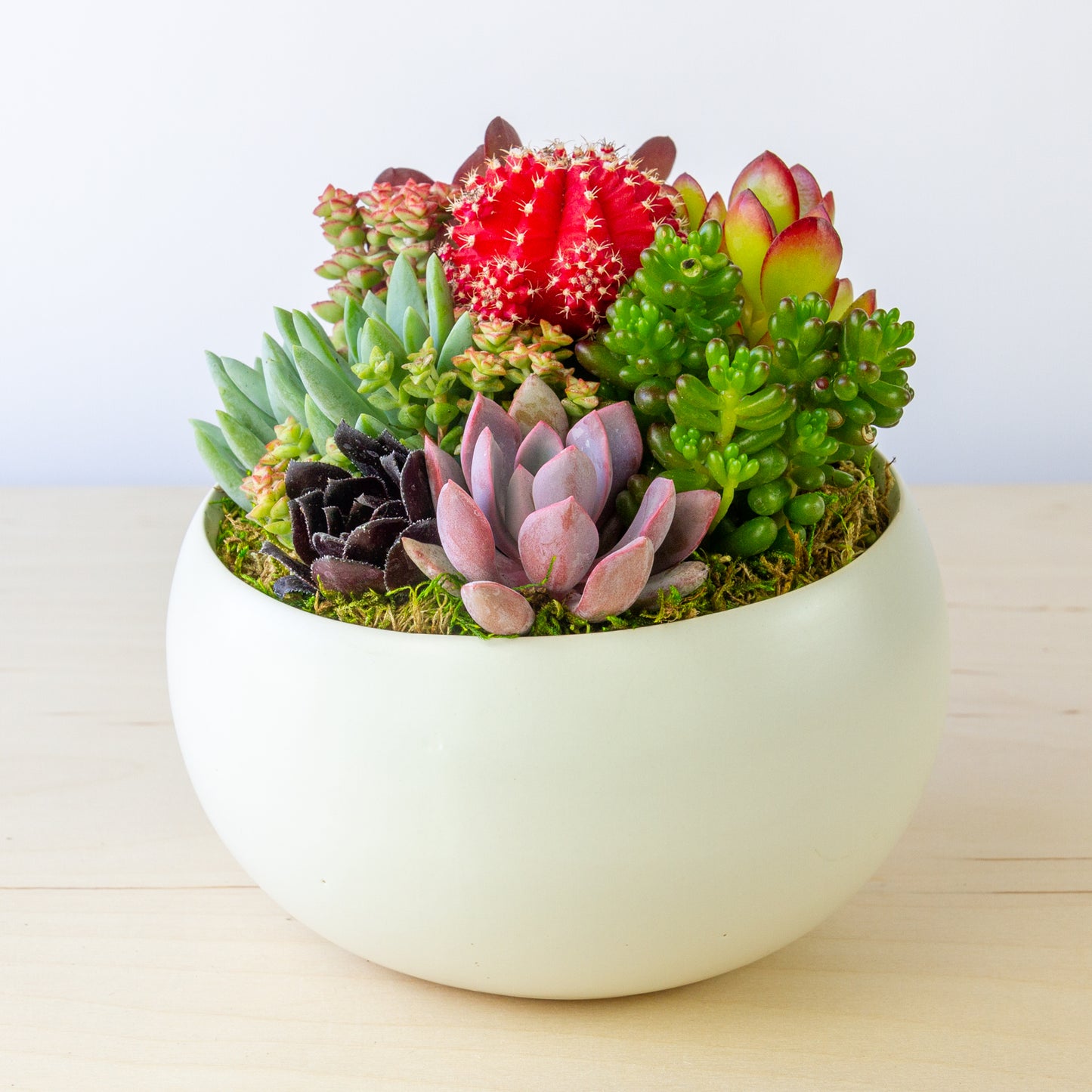 Succulent Arrangement in Ceramic Bowl (Multiple Colors) - White, Medium