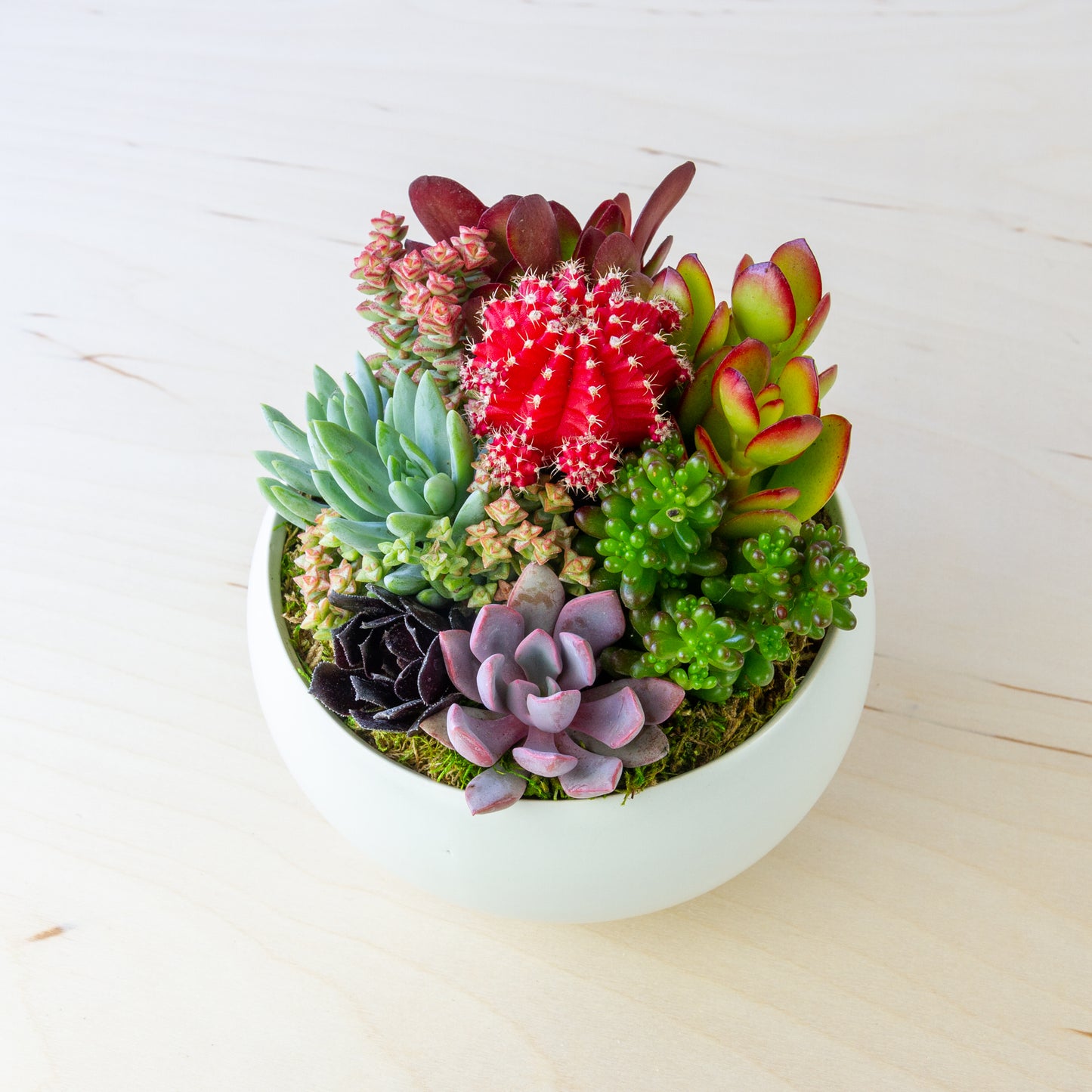 Succulent Arrangement in Ceramic Bowl (Multiple Colors) - White, Medium