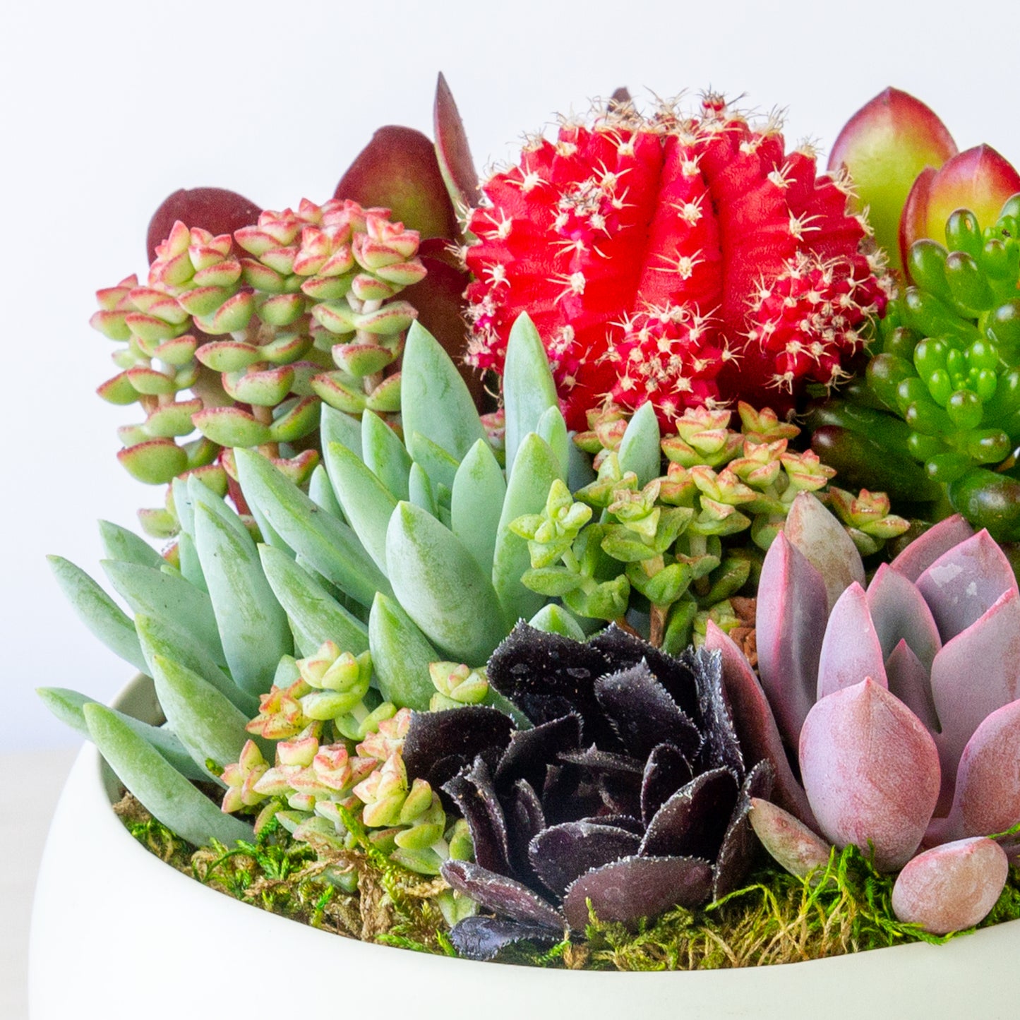 Succulent Arrangement in Ceramic Bowl (Multiple Colors) - White, Medium