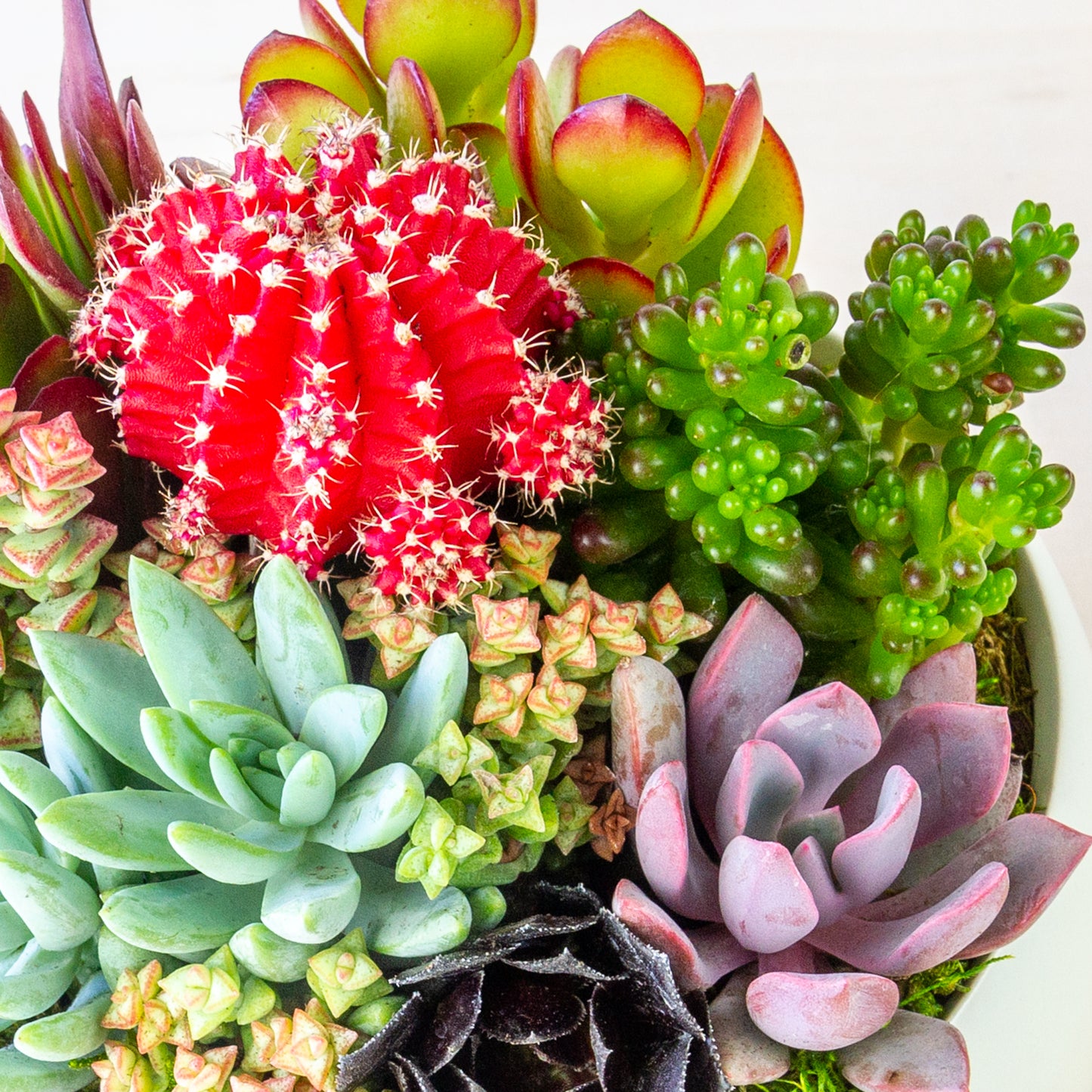 Succulent Arrangement in Ceramic Bowl (Multiple Colors) - White, Medium