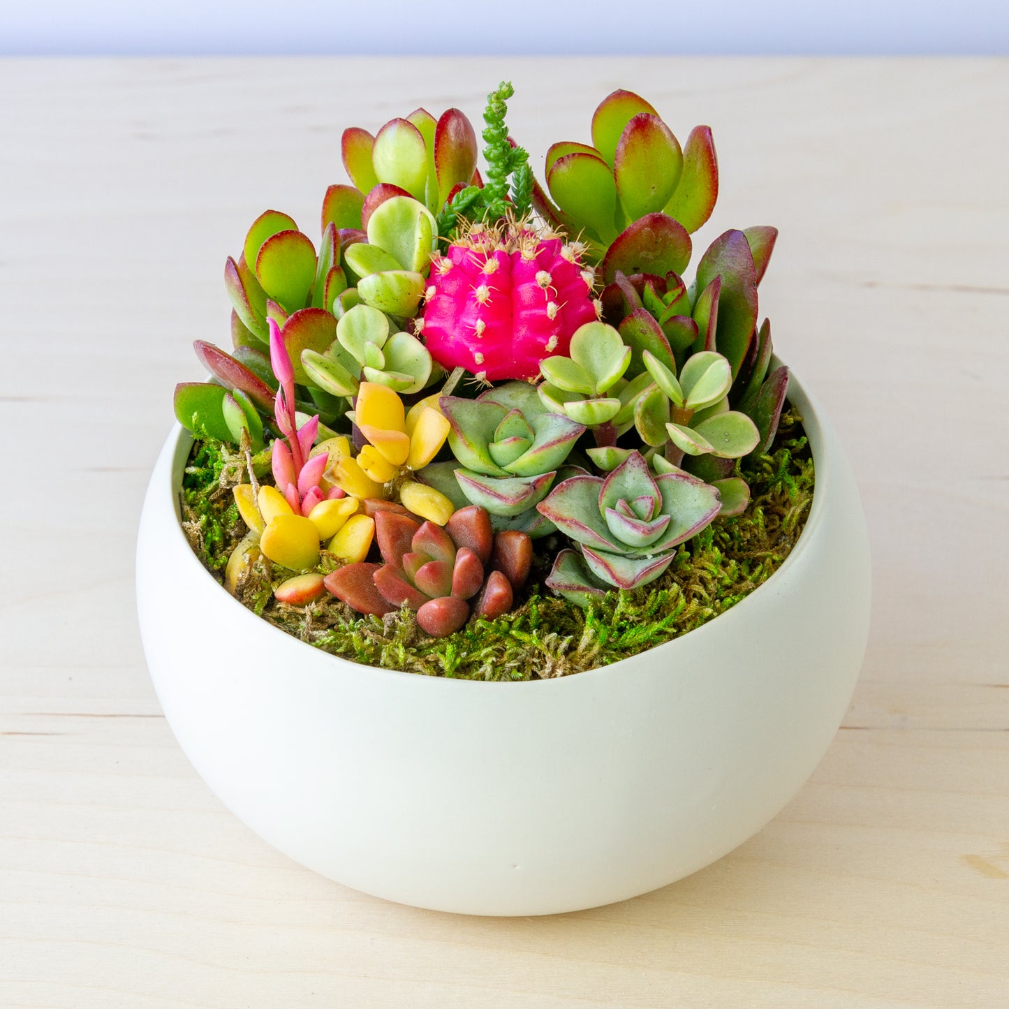 Succulent Arrangement in Ceramic Bowl (Multiple Colors) - White, Medium