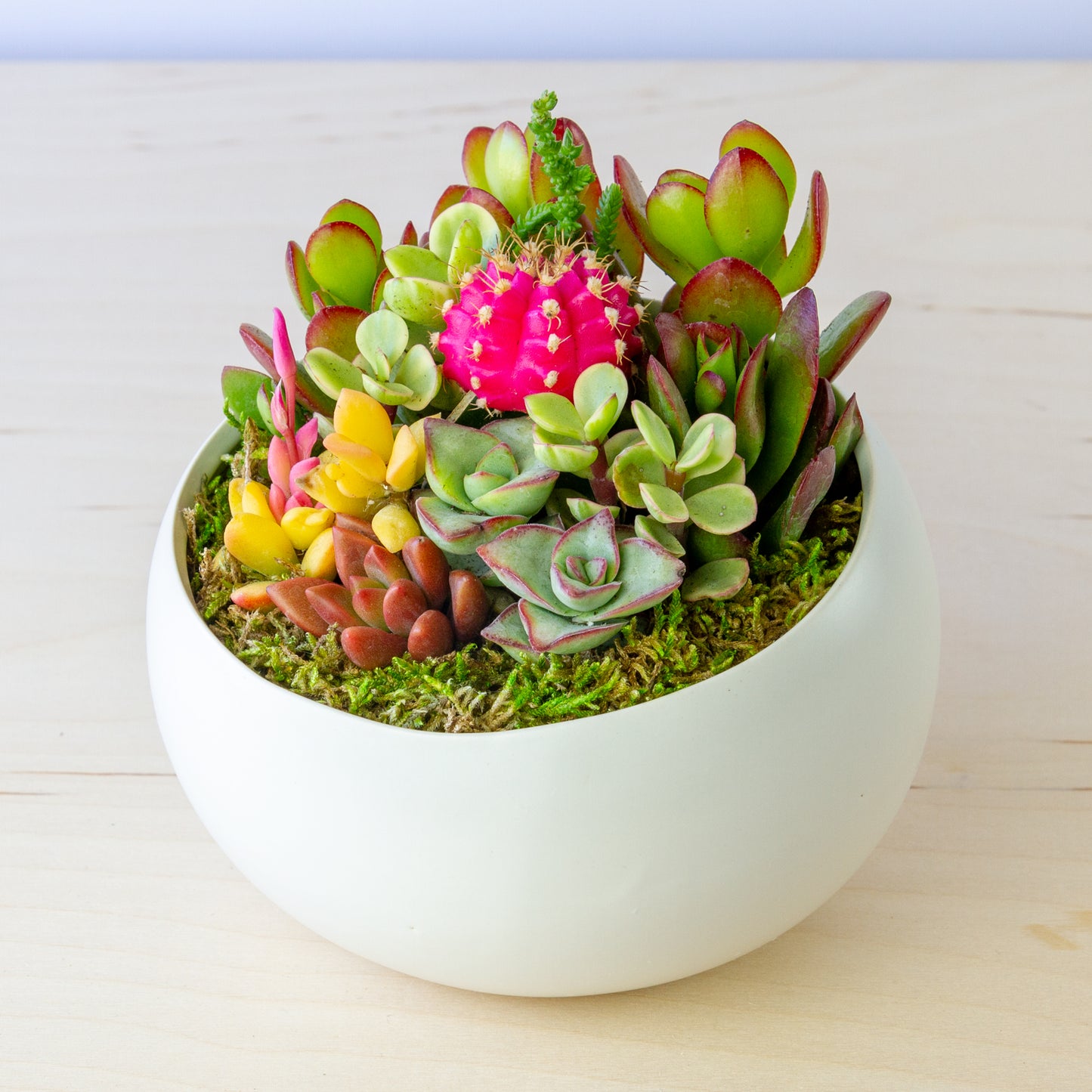 Succulent Arrangement in Ceramic Bowl (Multiple Colors) - White, Medium