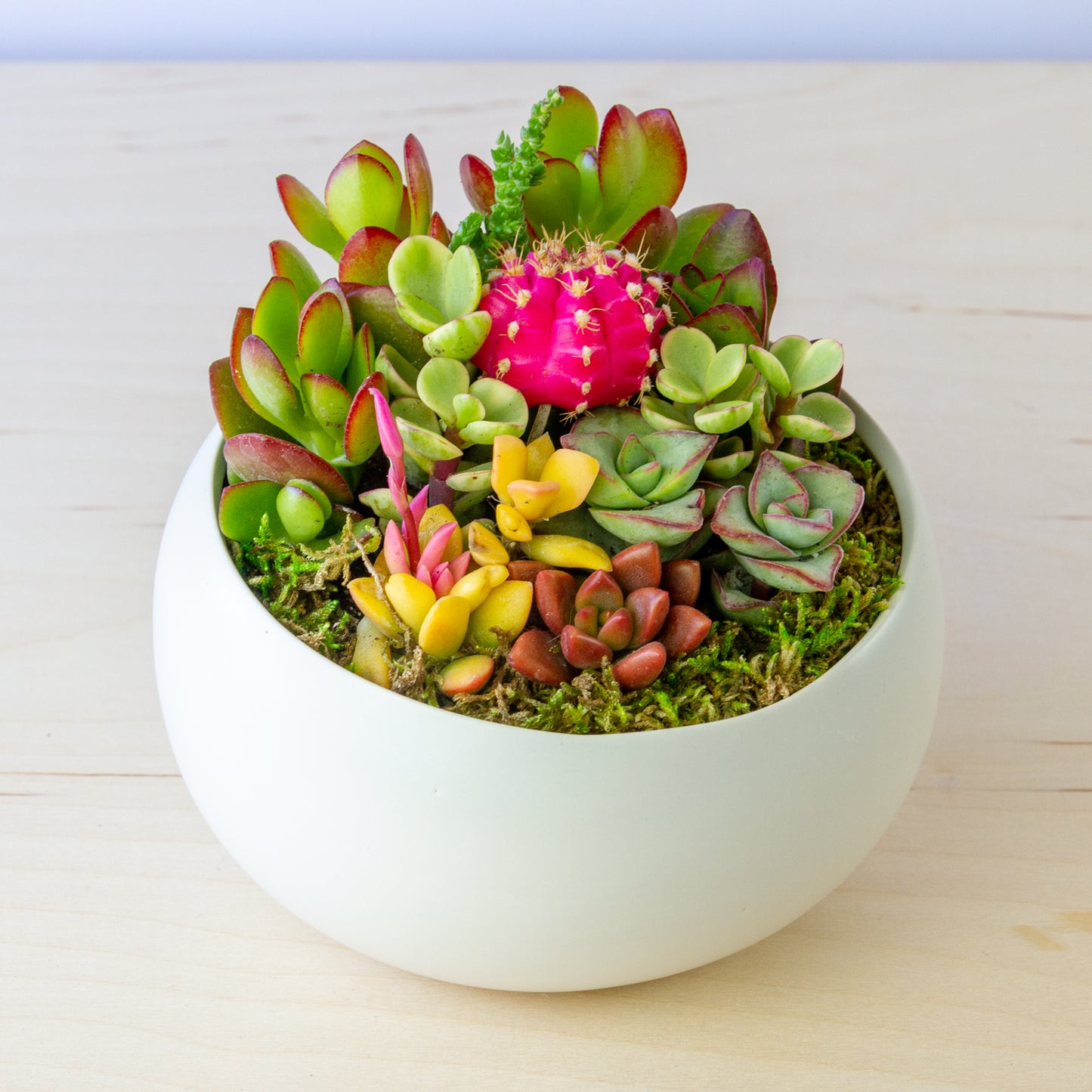 Succulent Arrangement in Ceramic Bowl (Multiple Colors) - White, Medium