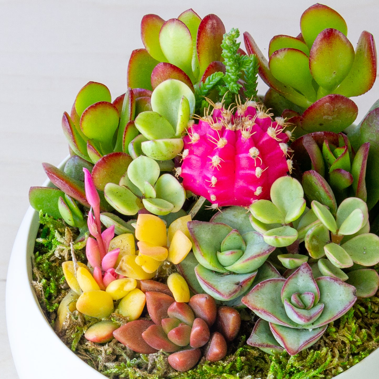 Succulent Arrangement in Ceramic Bowl (Multiple Colors) - White, Medium