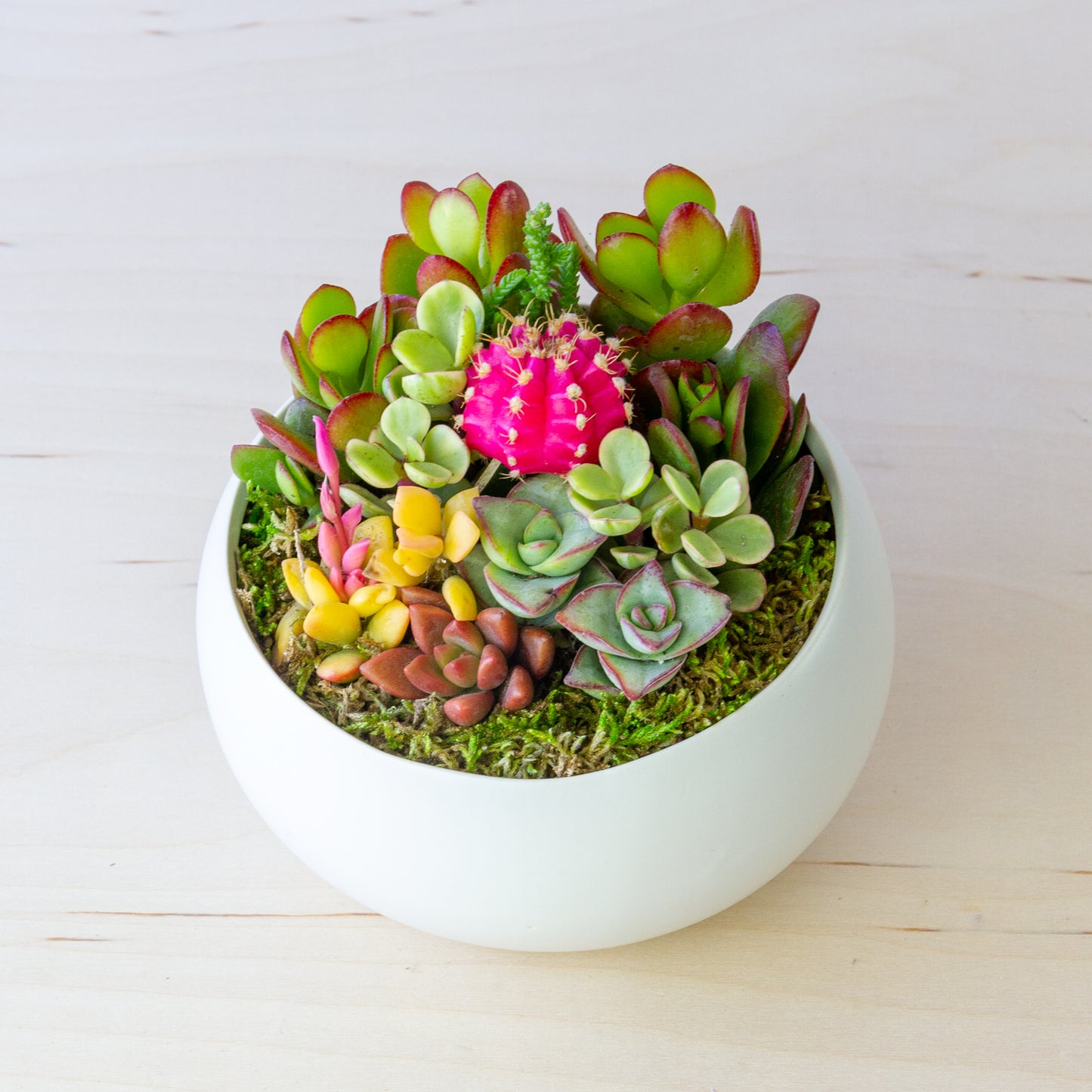 Succulent Arrangement in Ceramic Bowl (Multiple Colors) - White, Medium