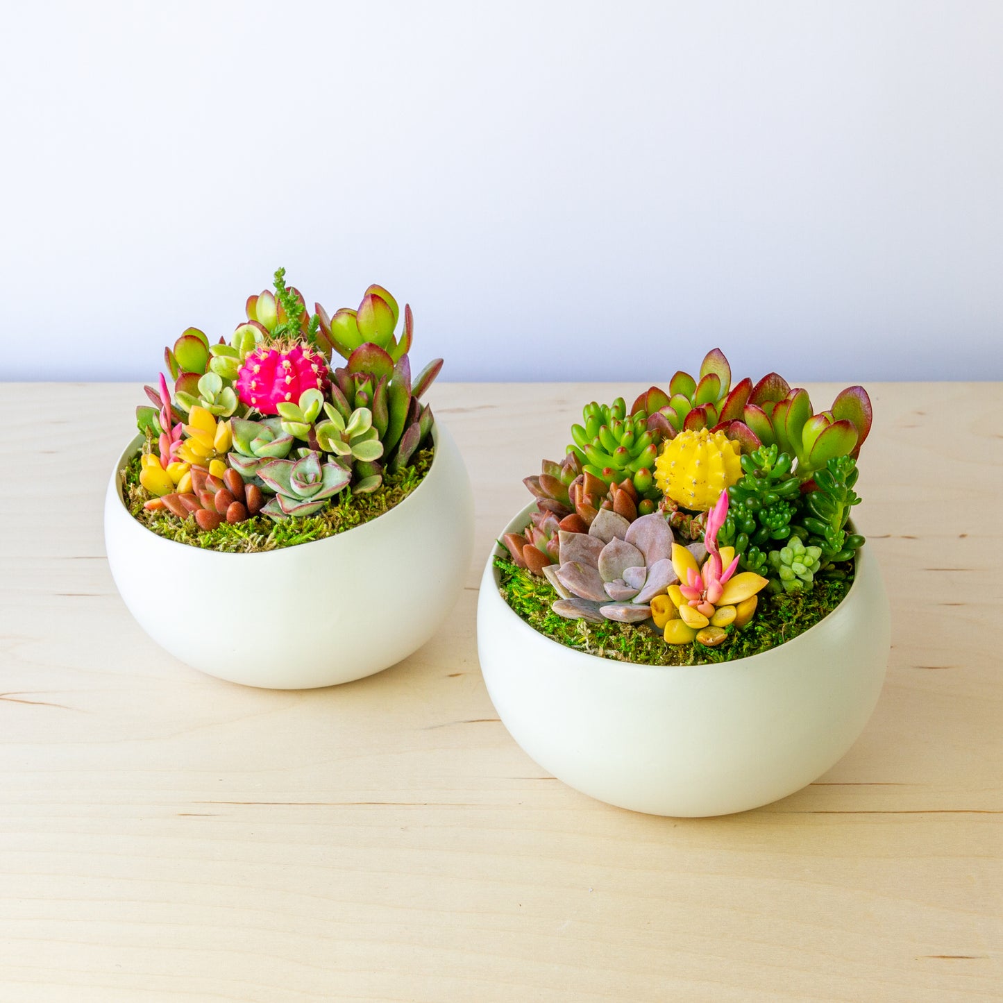 Succulent Arrangement in Ceramic Bowl (Multiple Colors) - White, Medium