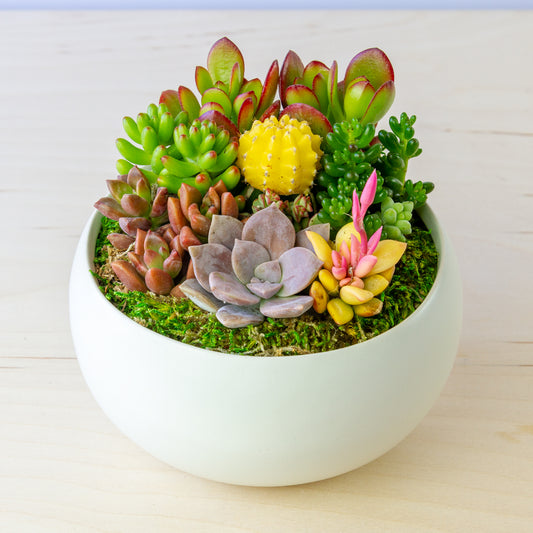 Succulent Arrangement in Ceramic Bowl (Multiple Colors) - White, Medium