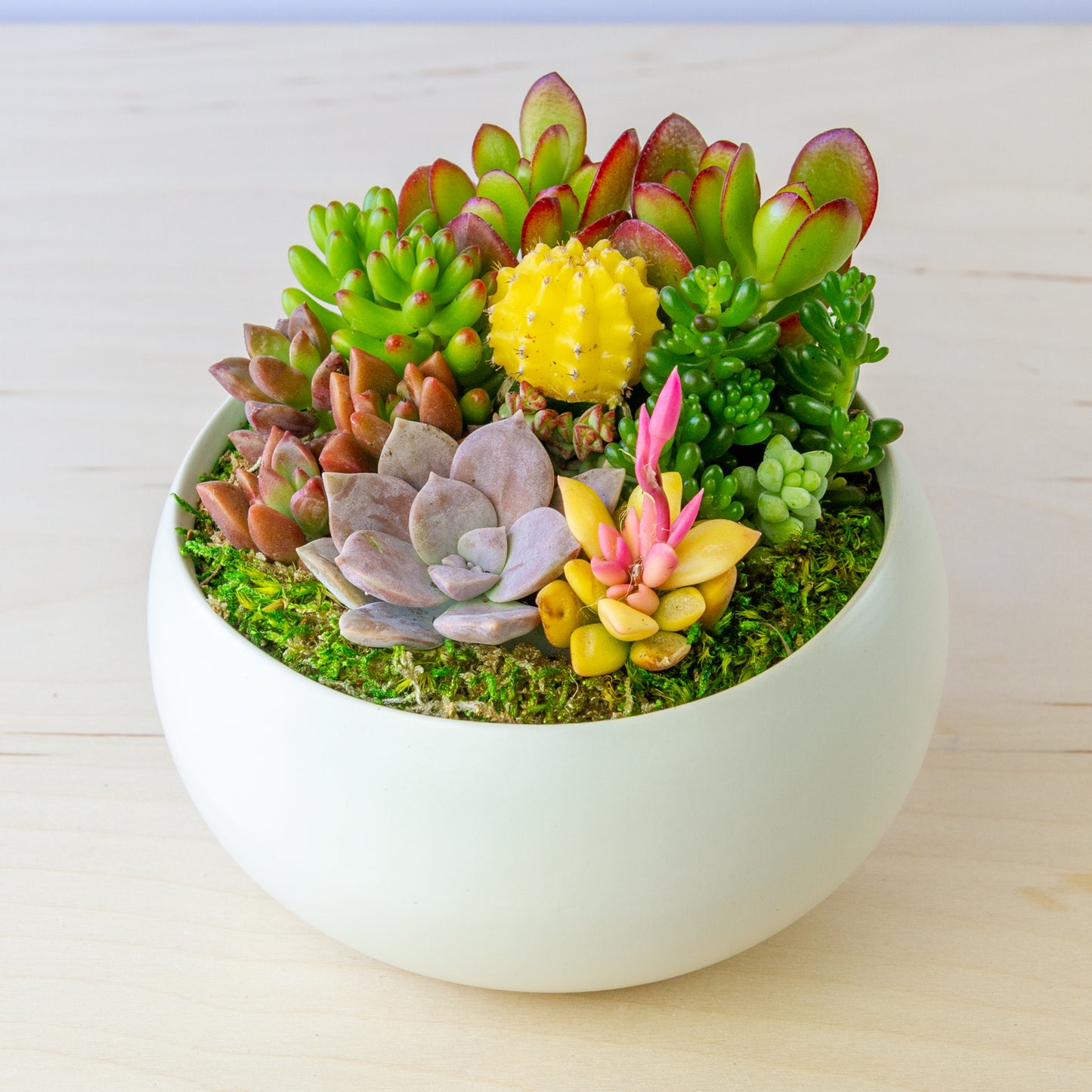 Succulent Arrangement in Ceramic Bowl (Multiple Colors) - White, Medium