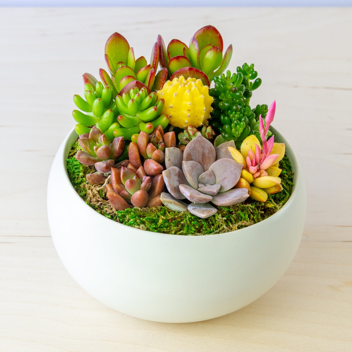 Succulent Arrangement in Ceramic Bowl (Multiple Colors) - White, Medium