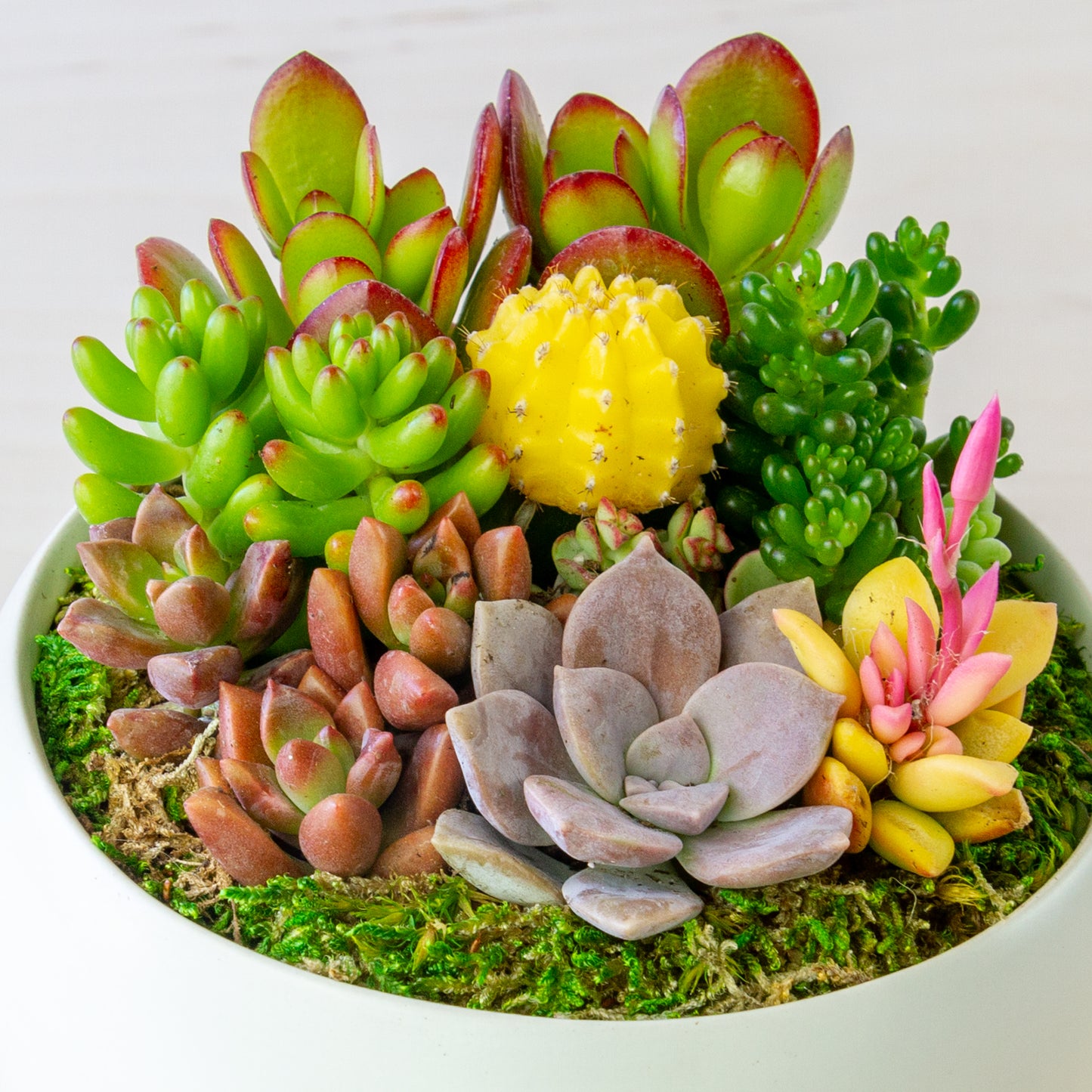 Succulent Arrangement in Ceramic Bowl (Multiple Colors) - White, Medium