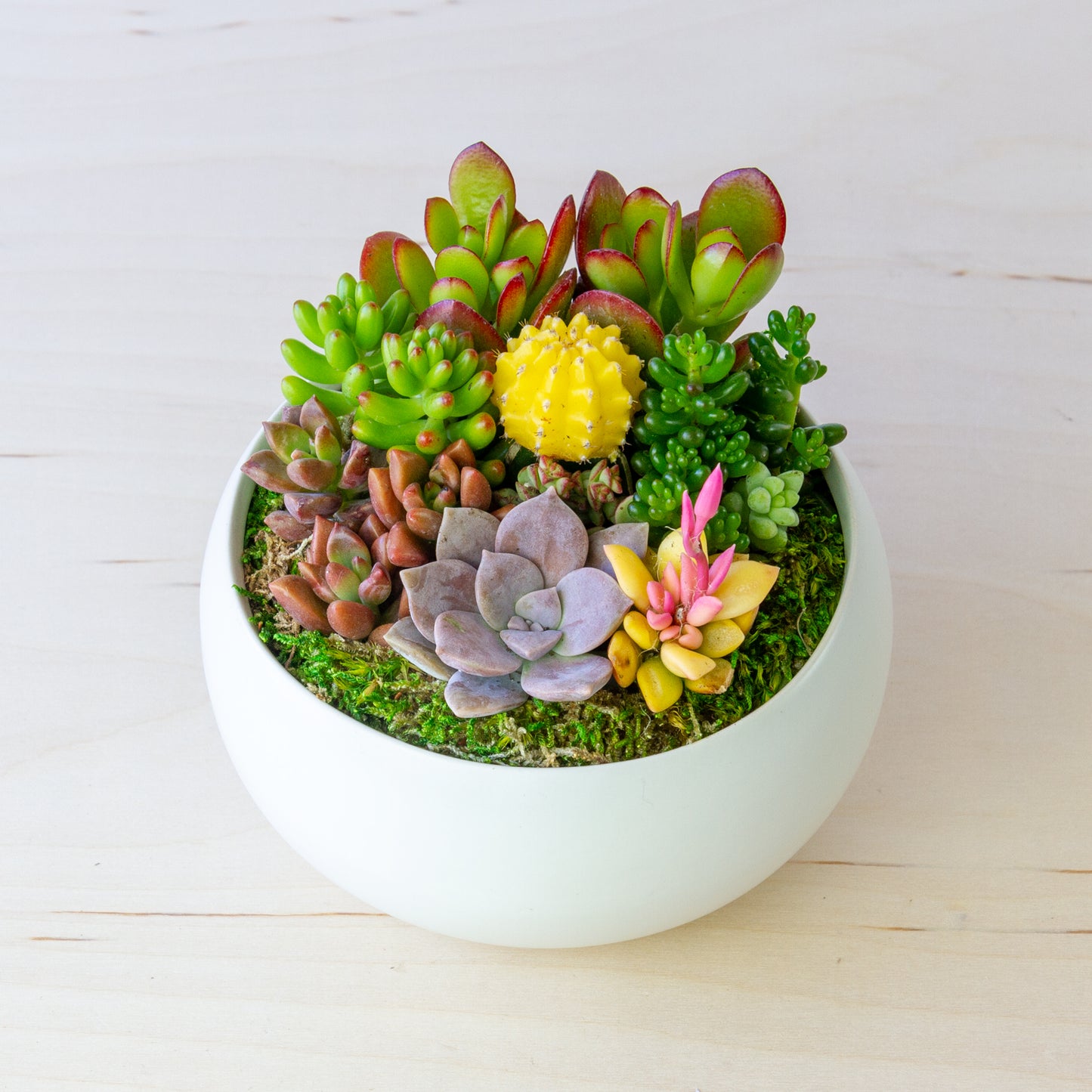 Succulent Arrangement in Ceramic Bowl (Multiple Colors) - White, Medium