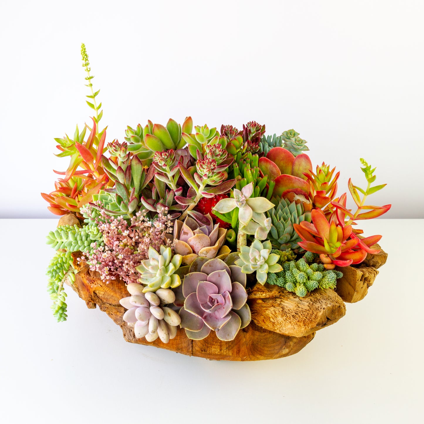 Succulent Arrangement Centerpiece In Round Driftwood - Medium