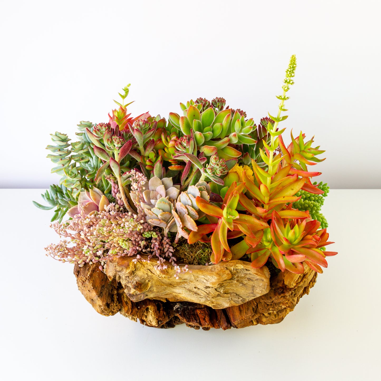 Succulent Arrangement Centerpiece In Round Driftwood - Medium