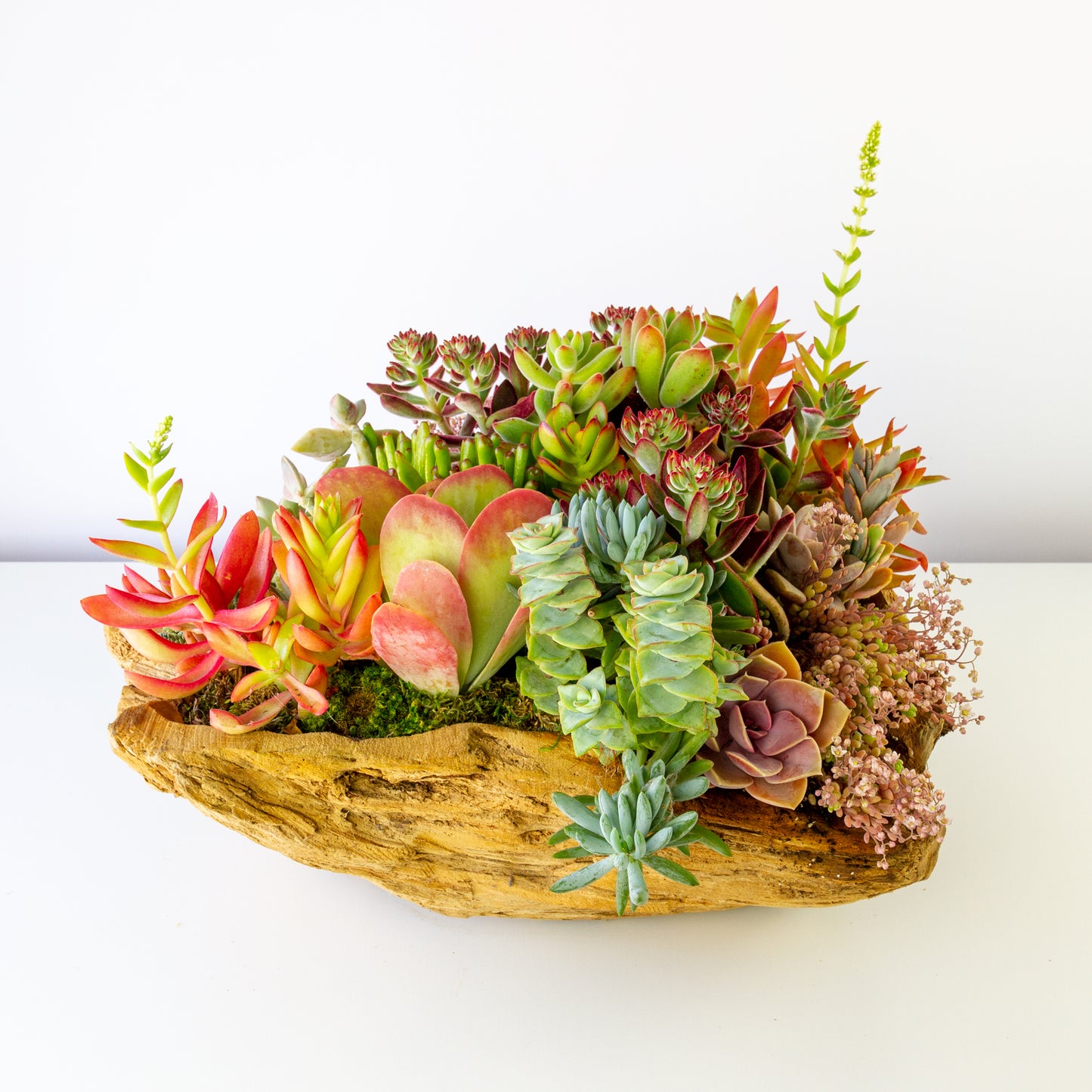 Succulent Arrangement Centerpiece In Round Driftwood - Medium