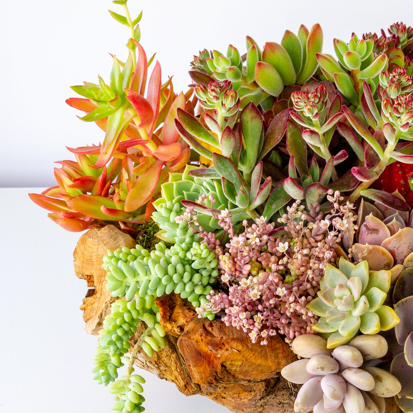 Succulent Arrangement Centerpiece In Round Driftwood - Medium