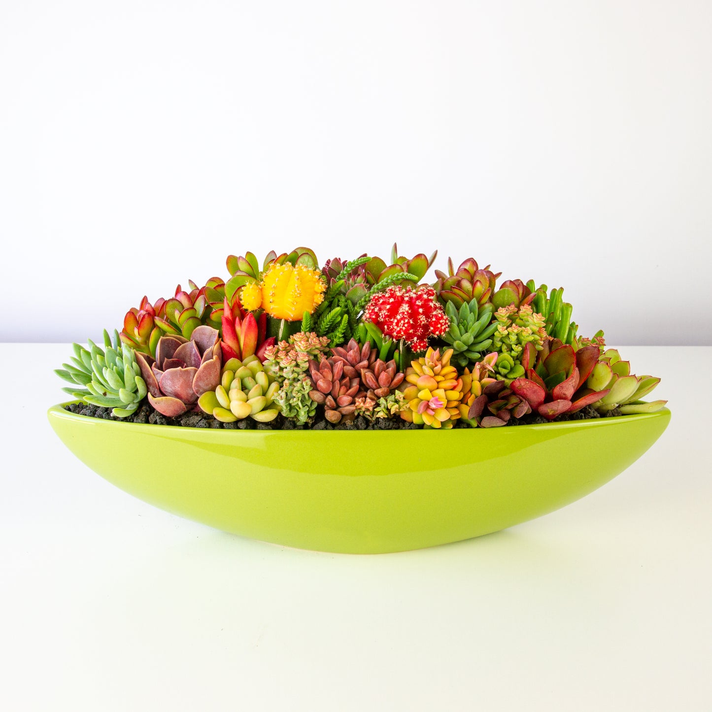 Succulent Arrangement in Ceramic Boat Pot - Green