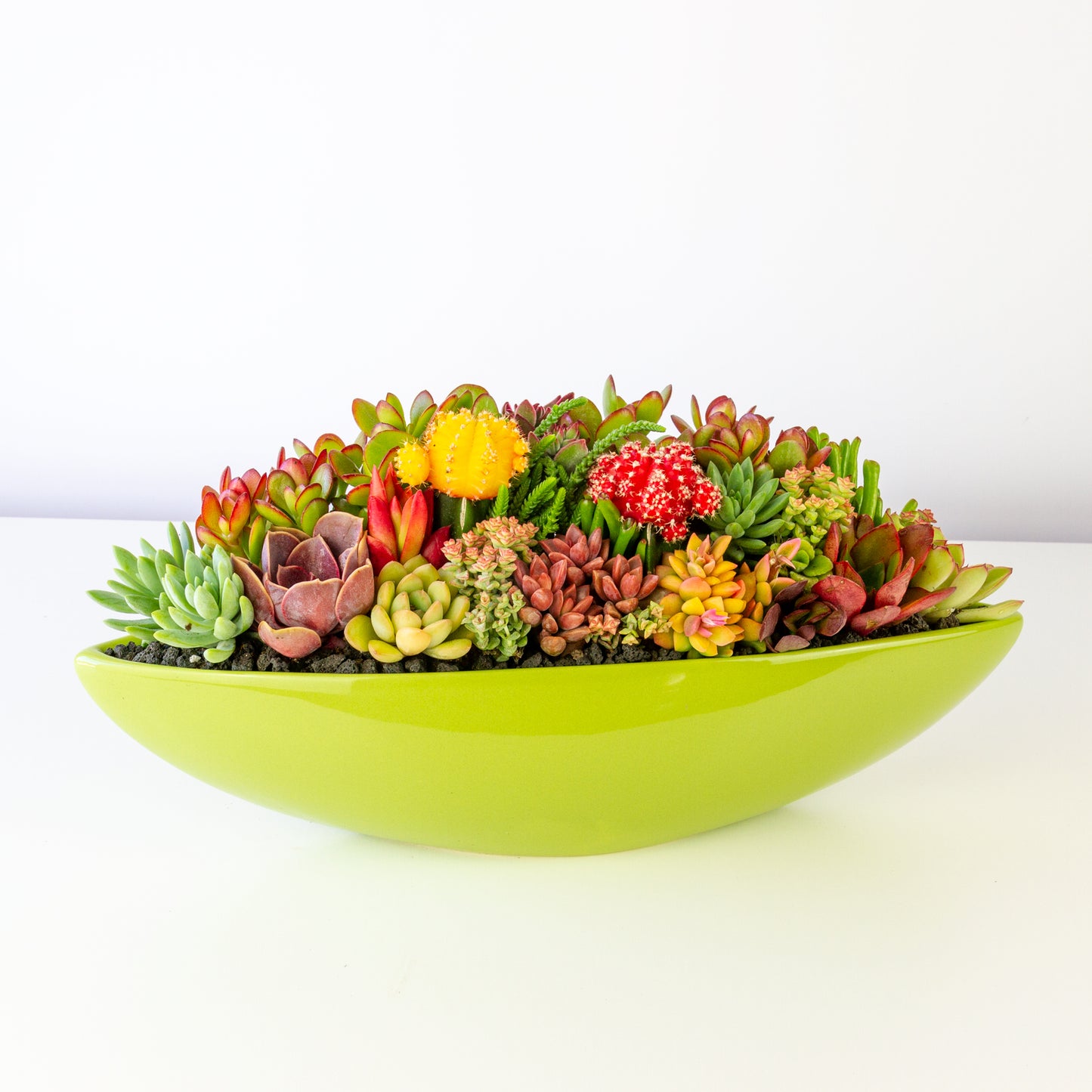 Succulent Arrangement in Ceramic Boat Pot - Green