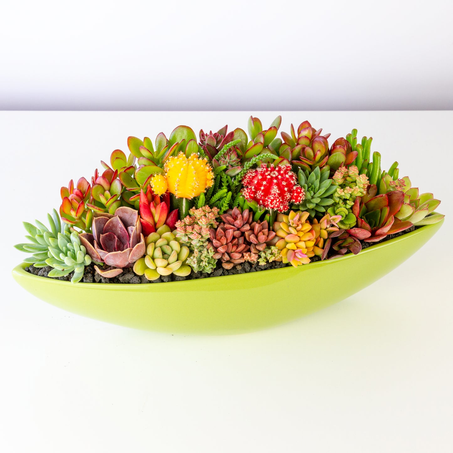 Succulent Arrangement in Ceramic Boat Pot - Green