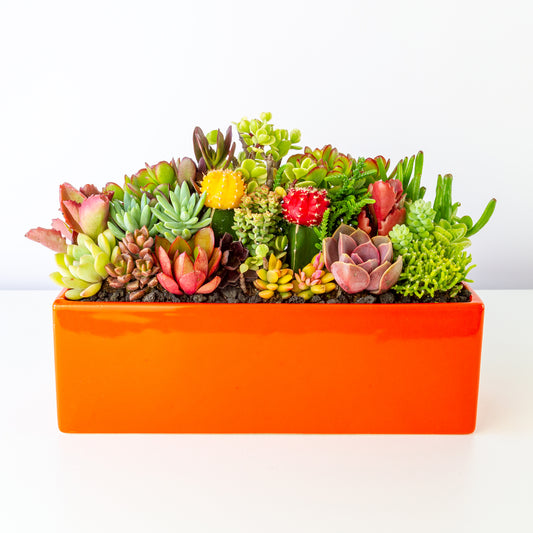 Succulent Arrangement in Rectangular Ceramic Pot - Orange