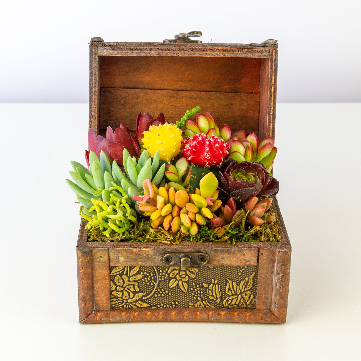 Succulent Arrangement in Treasure Box - Medium