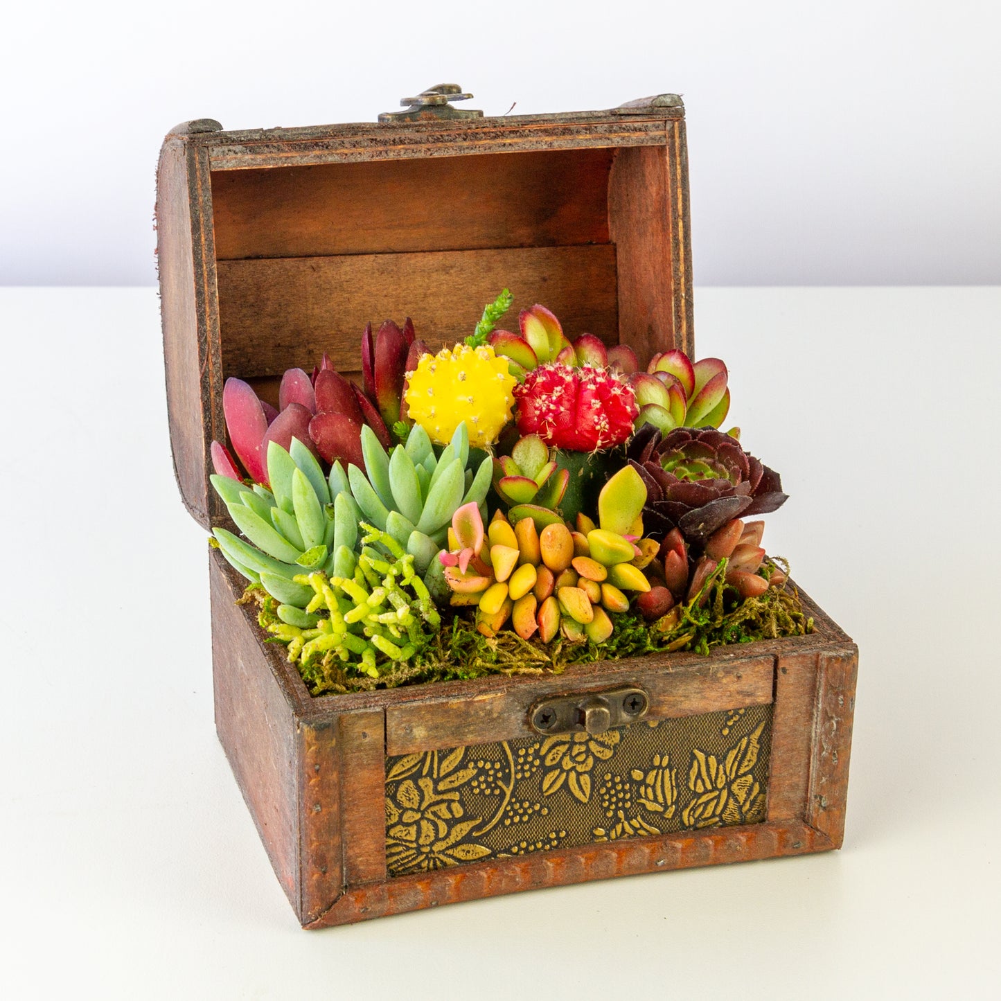 Succulent Arrangement in Treasure Box - Medium