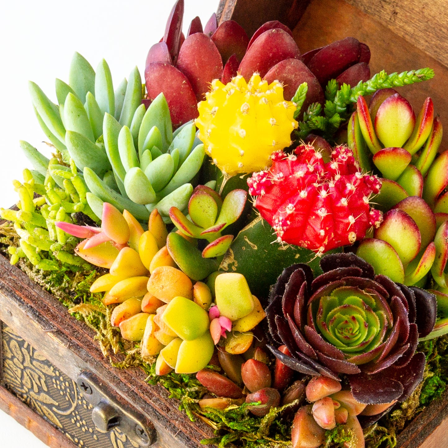 Succulent Arrangement in Treasure Box - Medium